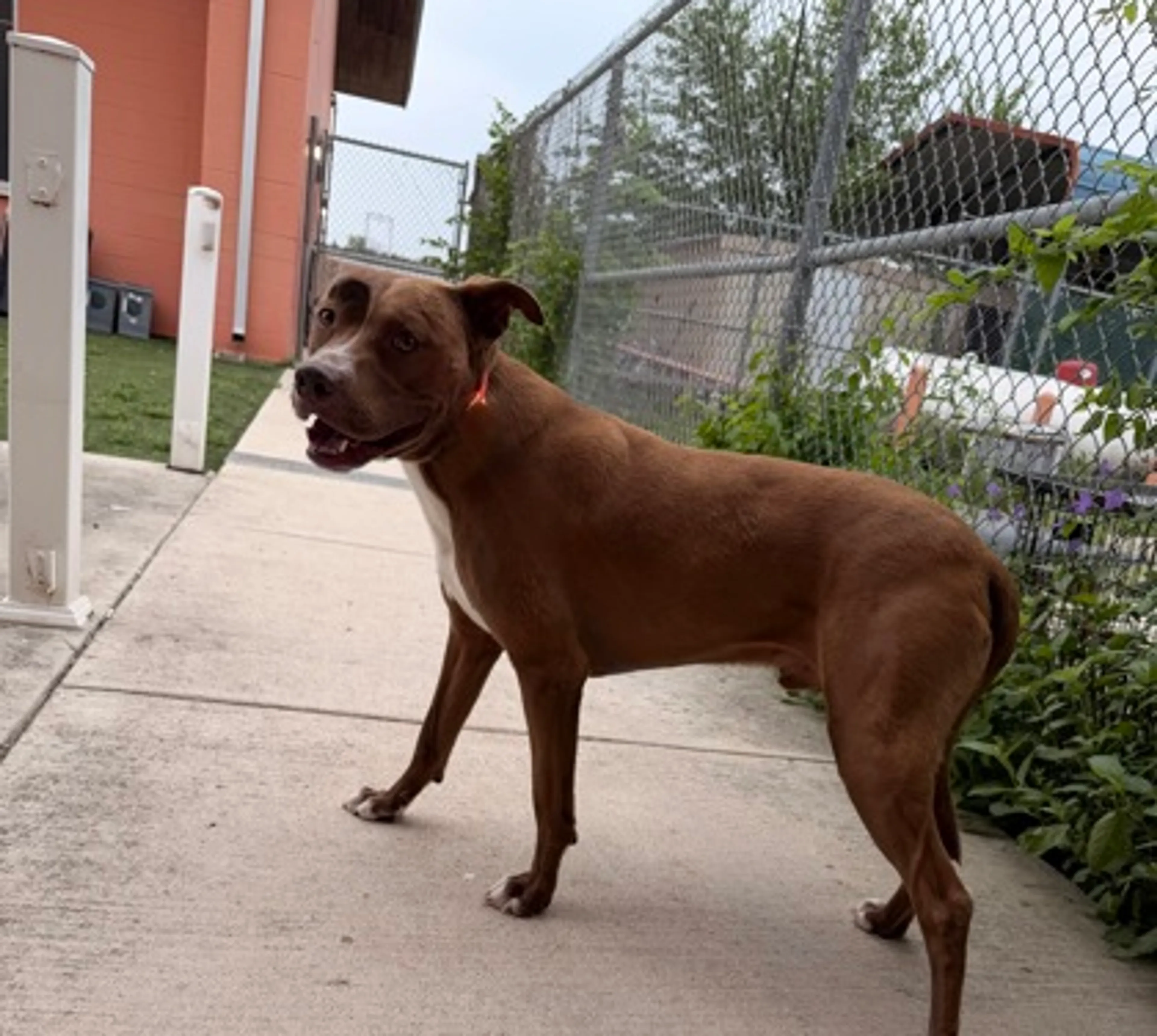 Found pet-1