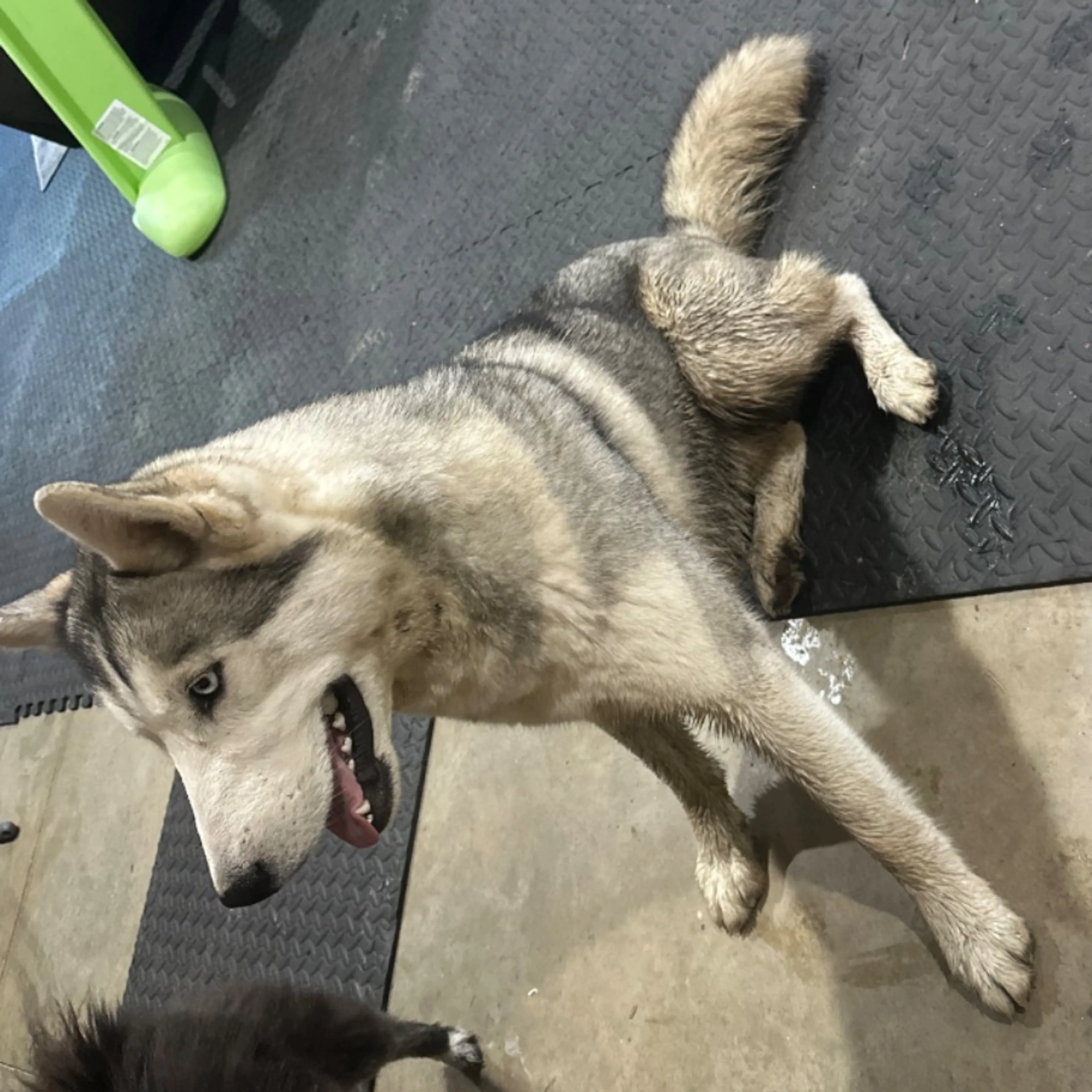 Lost pet-0