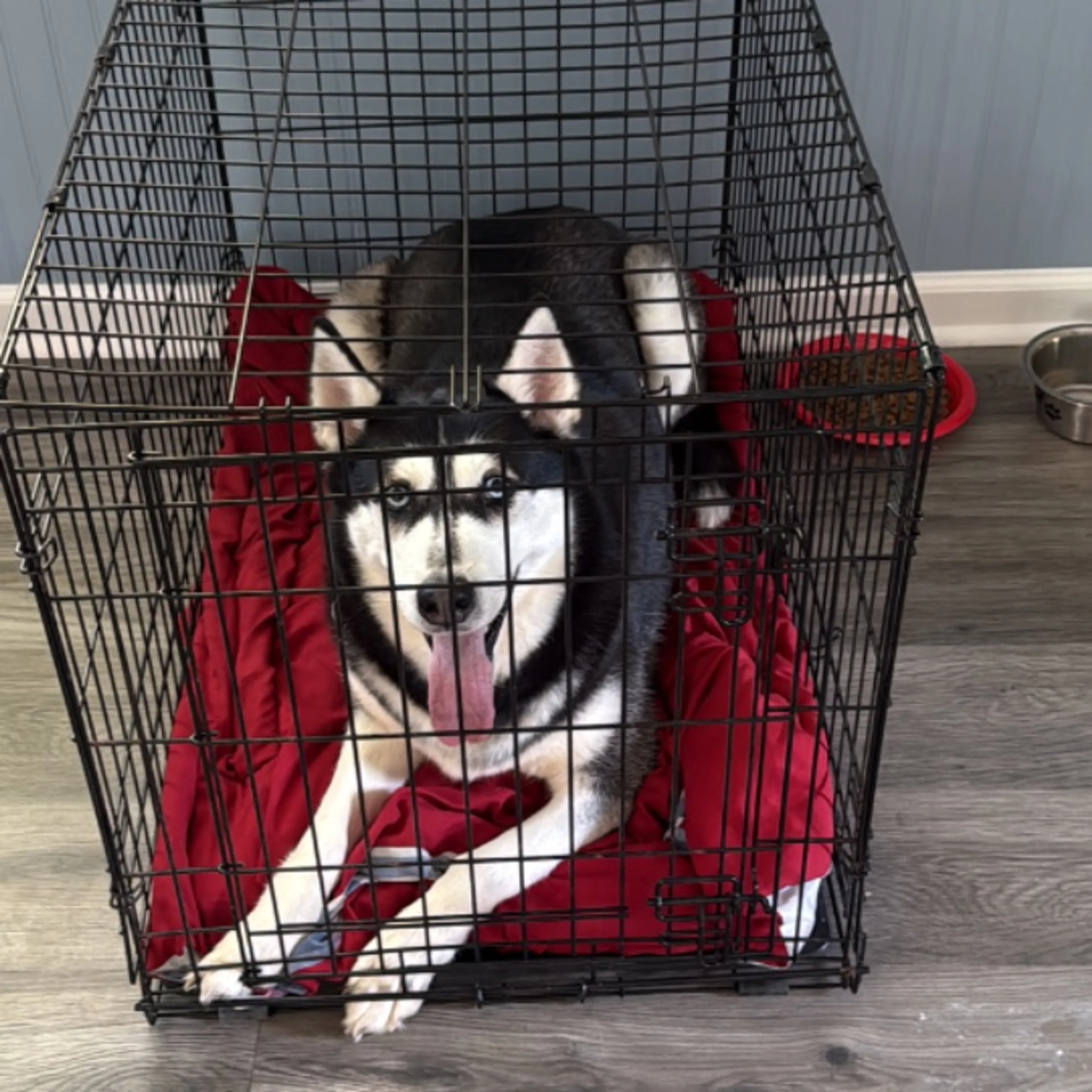 Lost pet