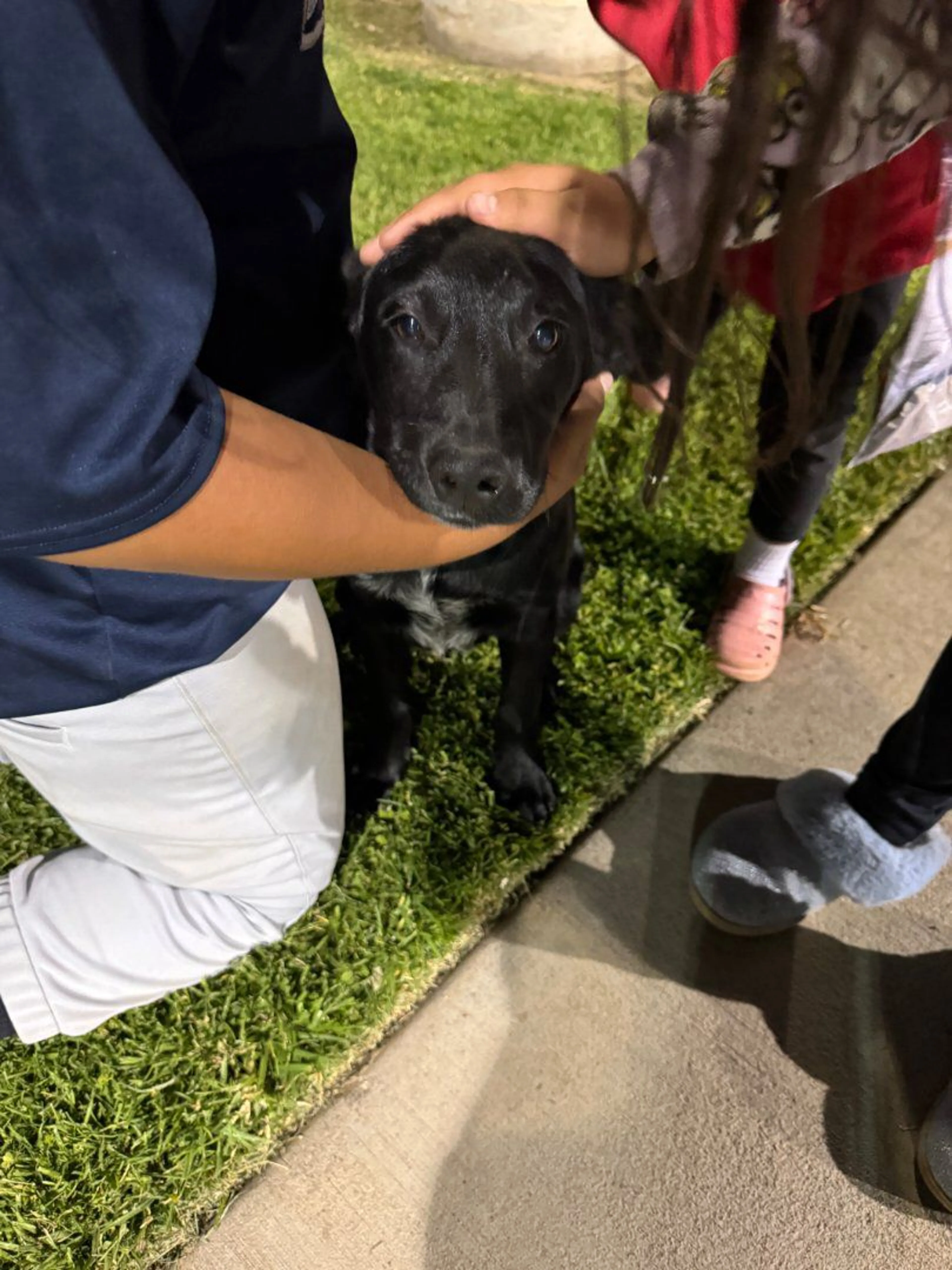 Lost pet