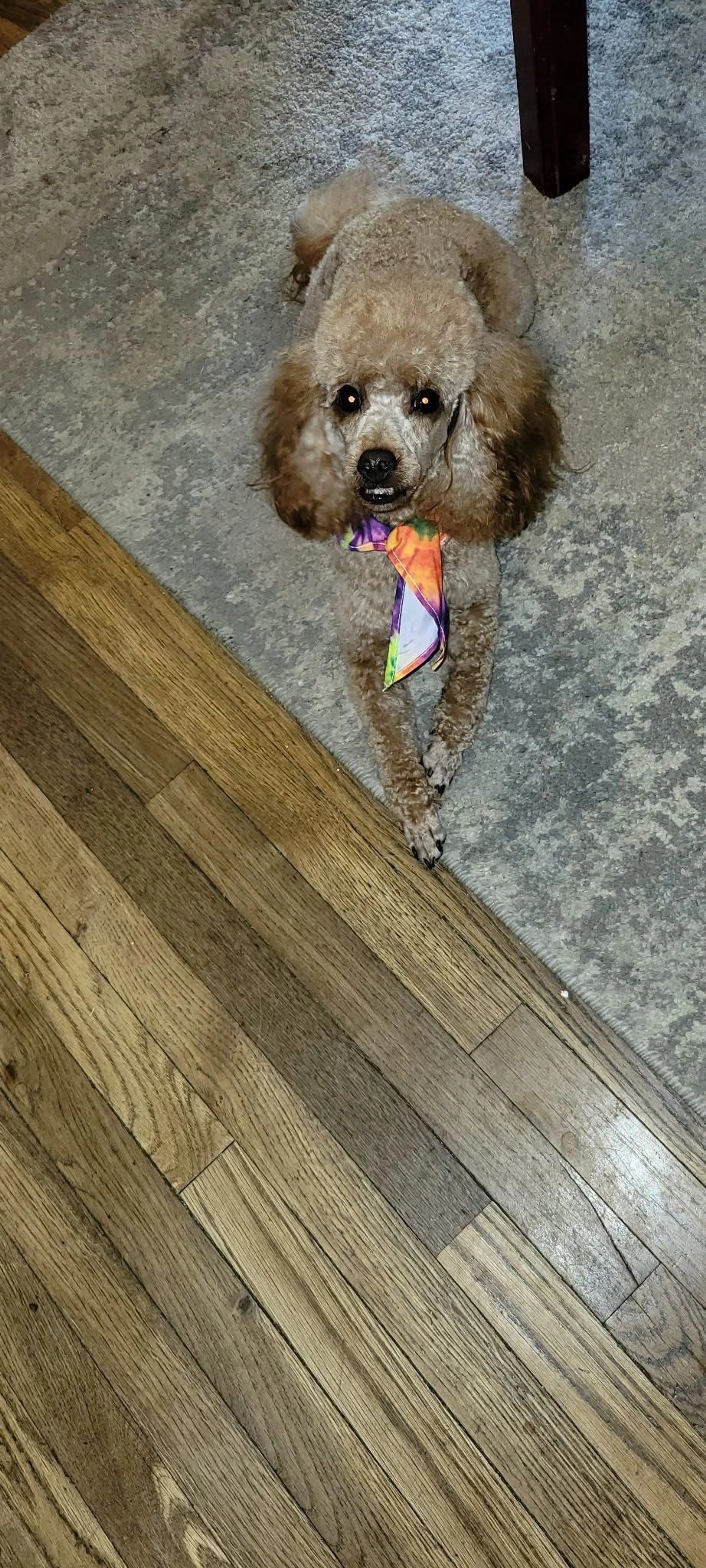 Lost pet