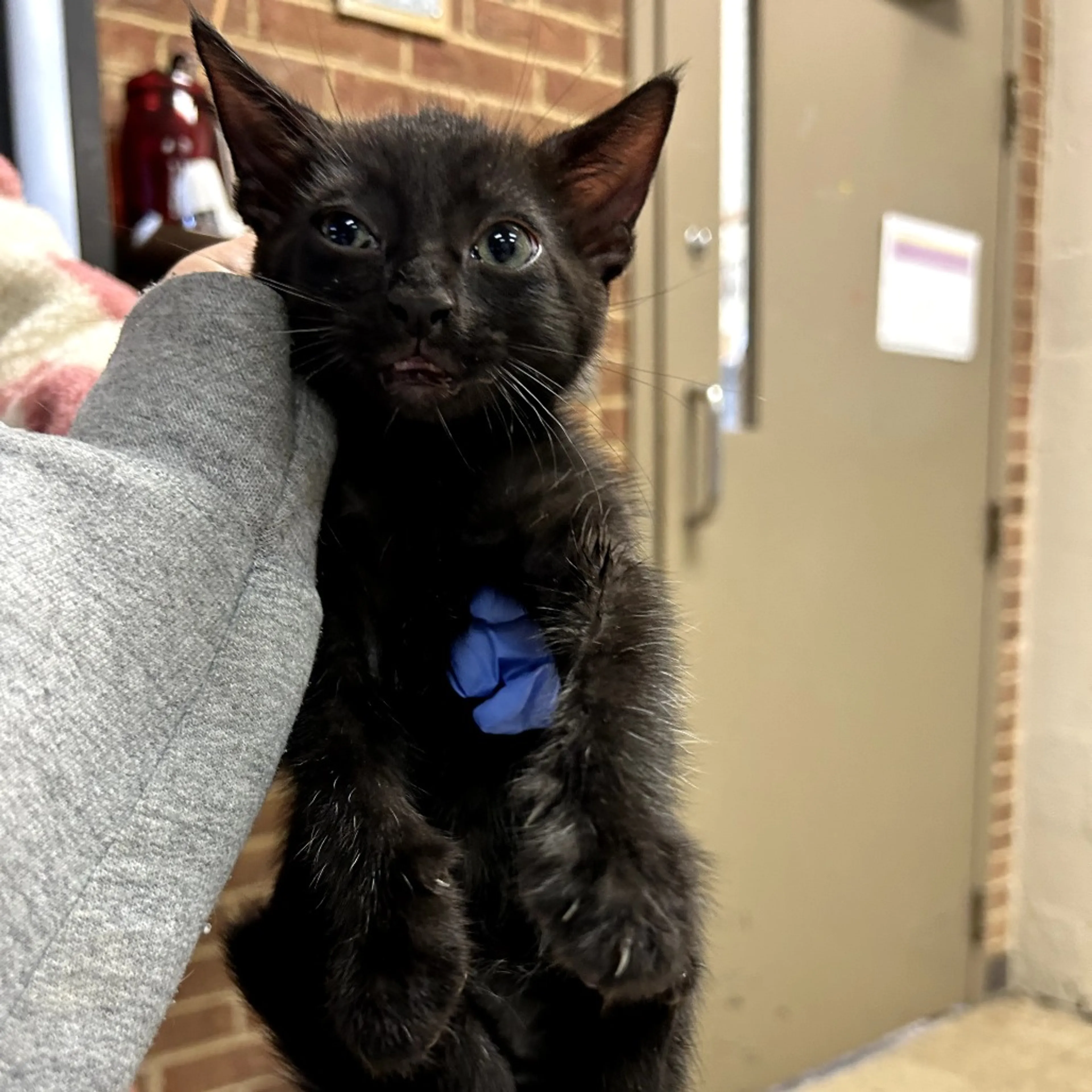 Found pet