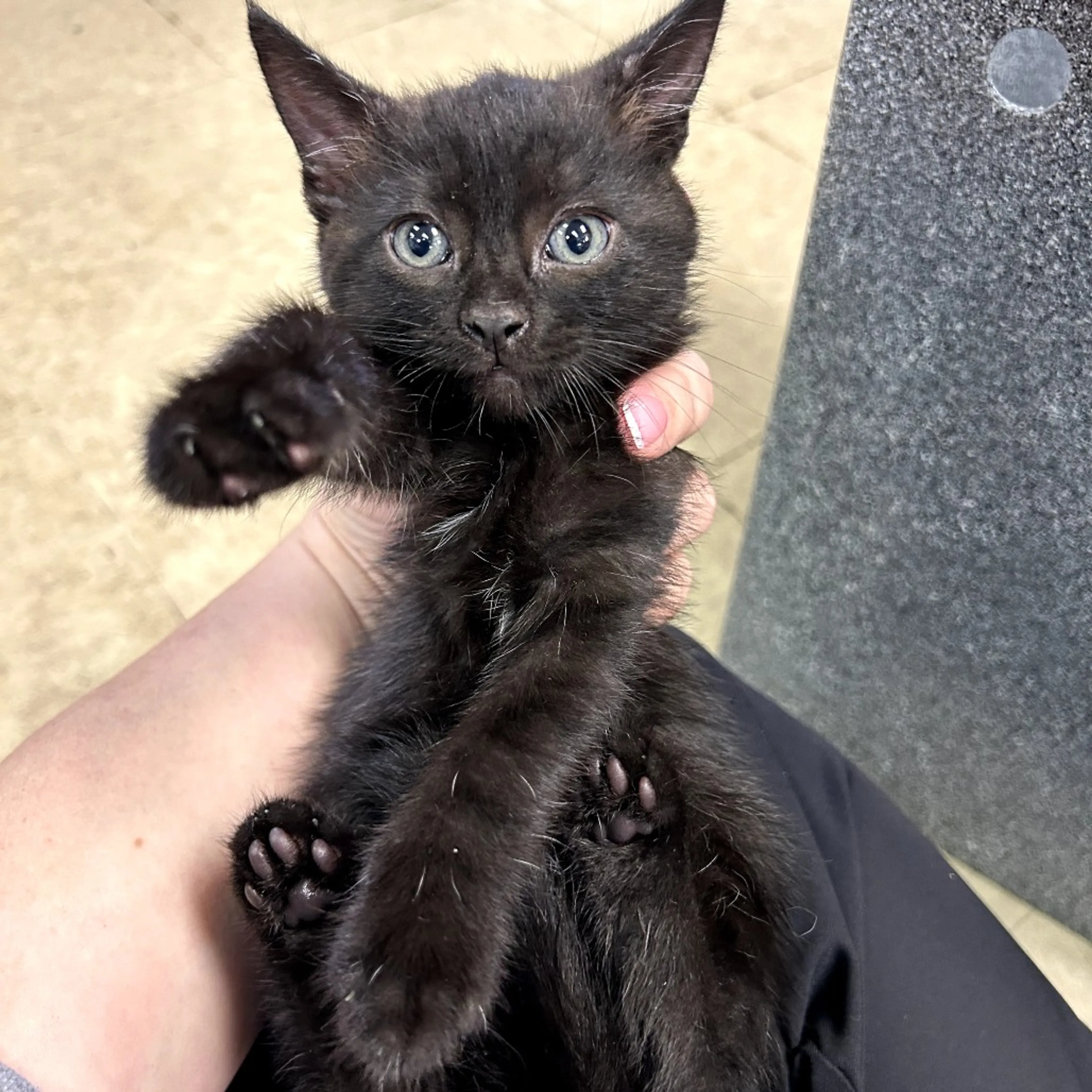 Found pet