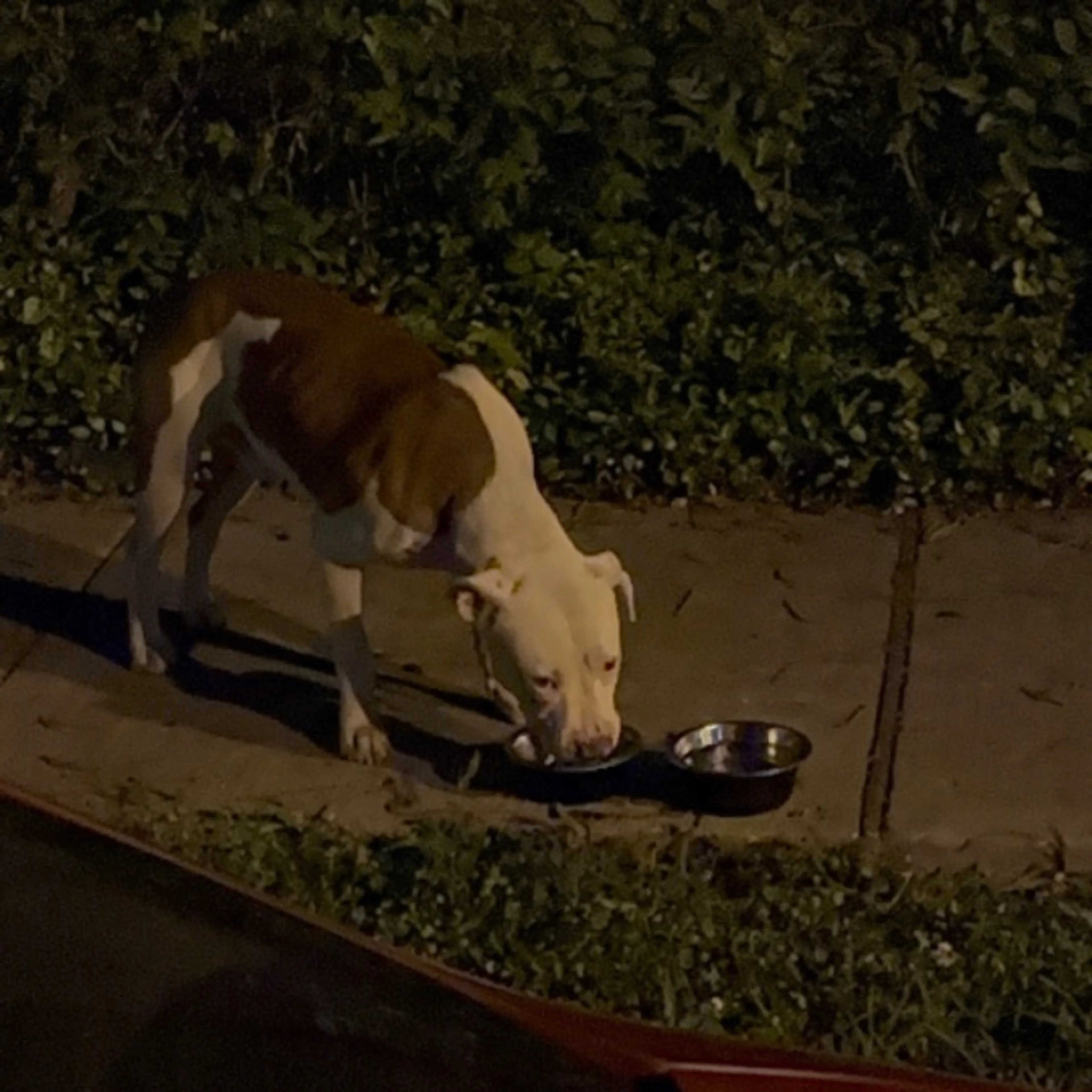 Found pet