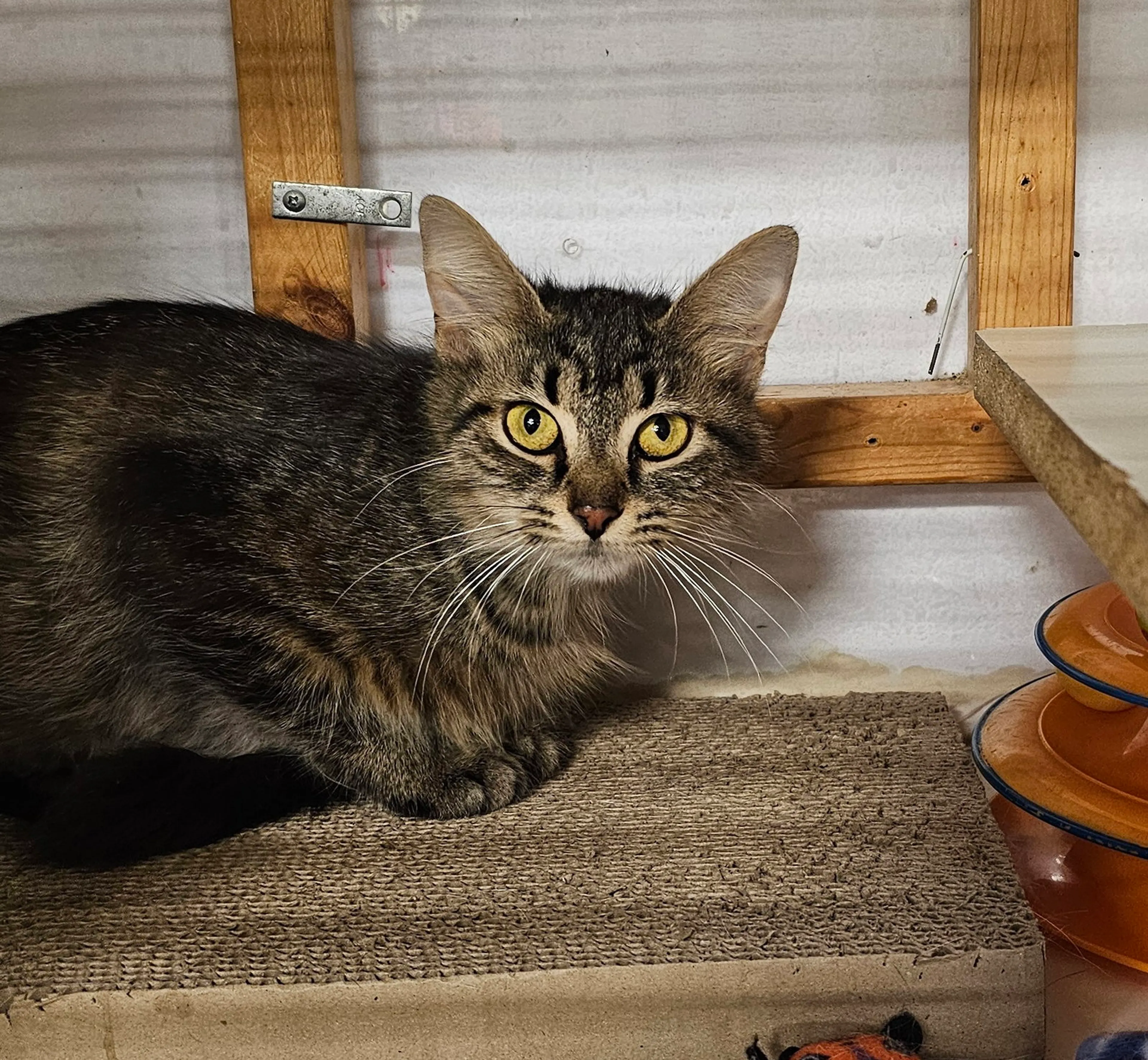 Found pet-2