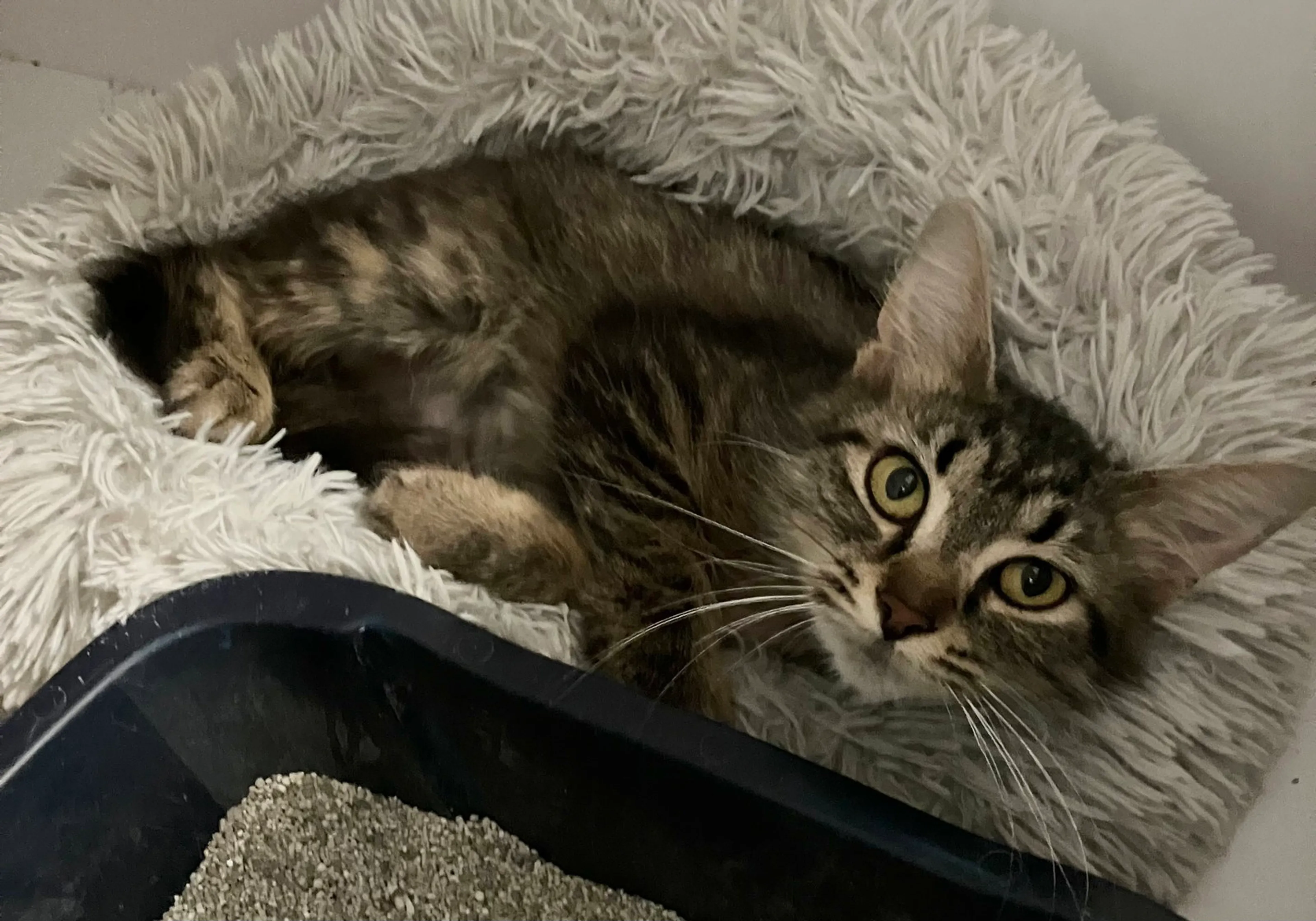 Found pet-1