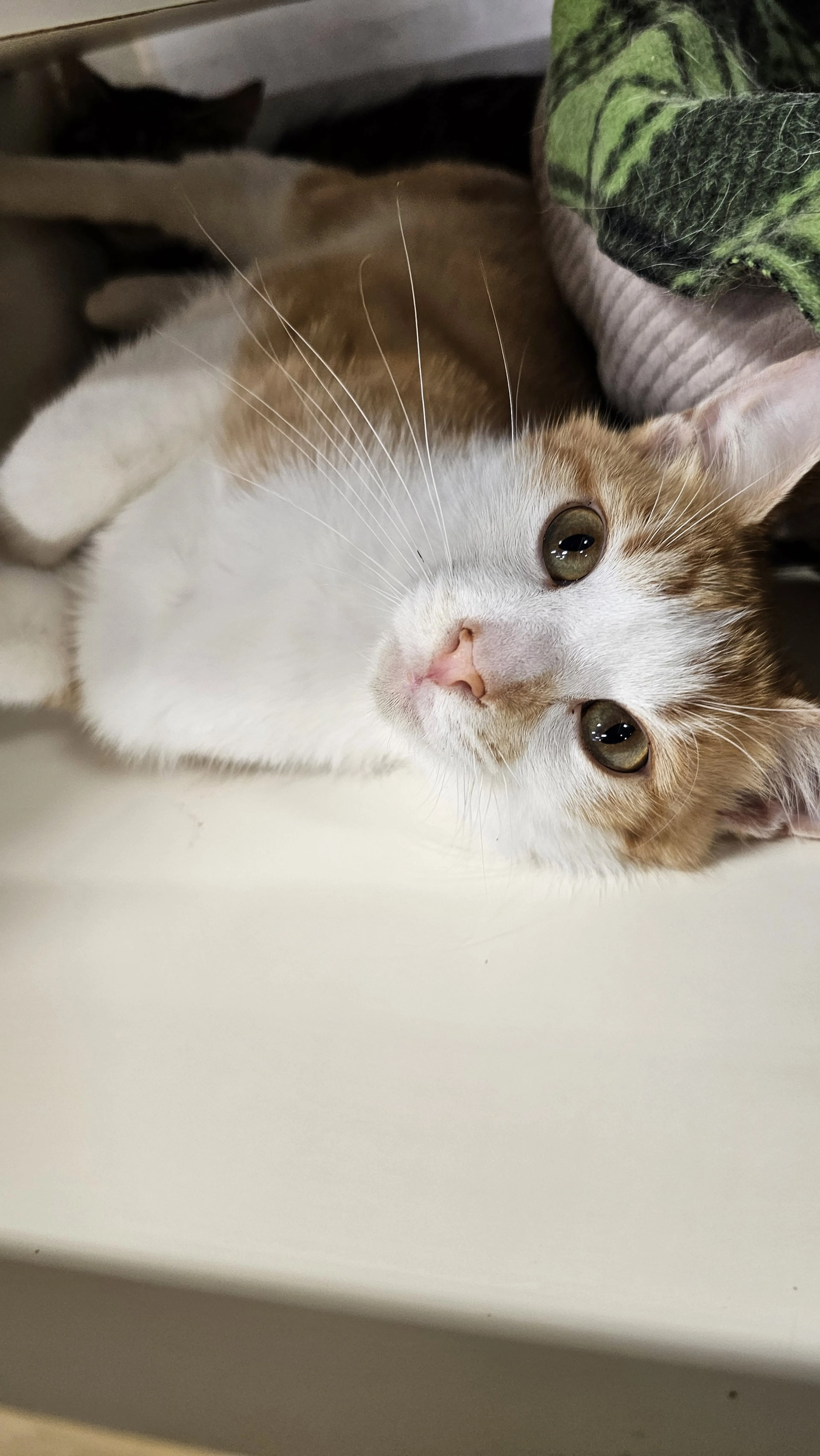 Found pet-2