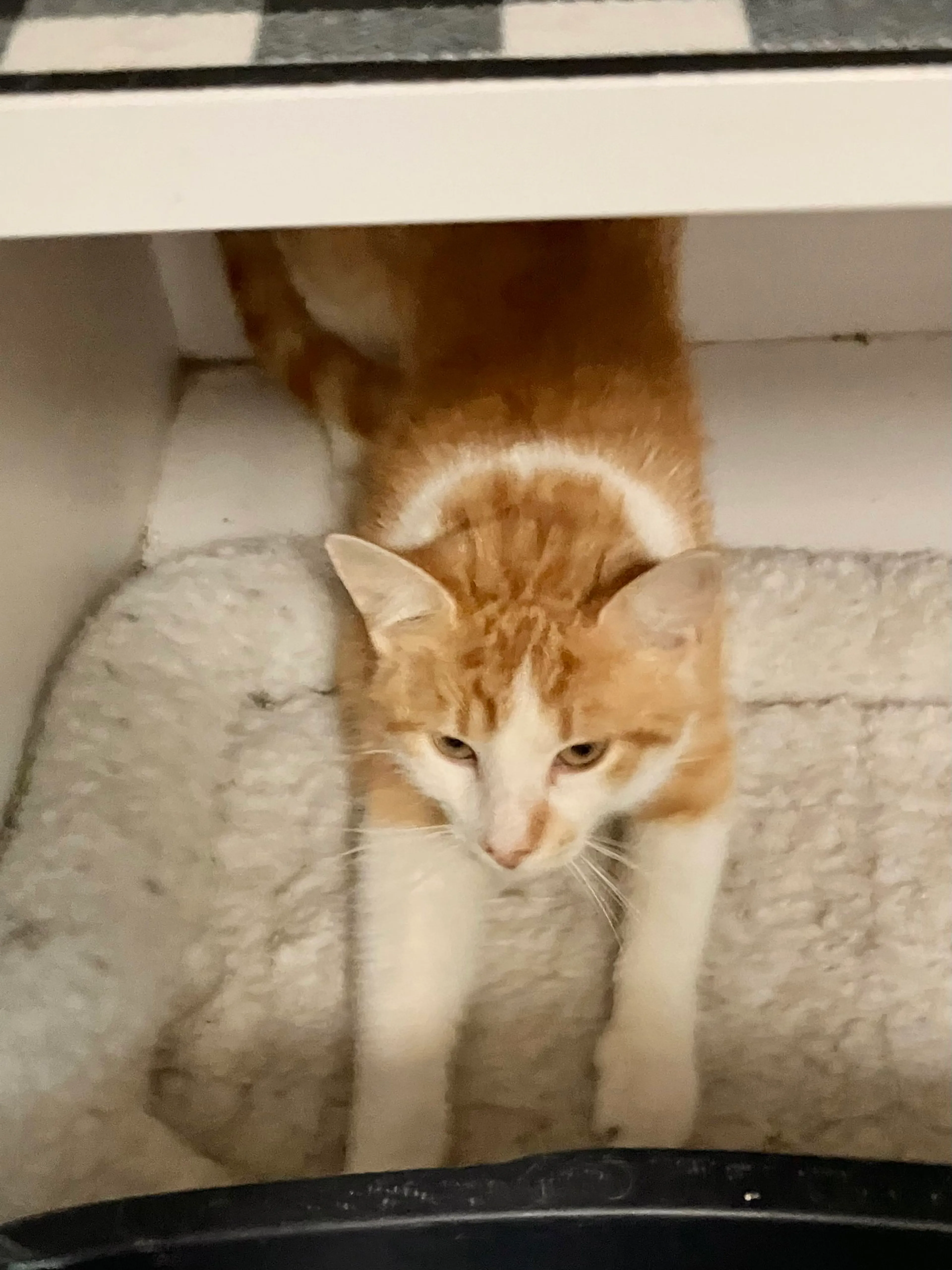 Found pet-1
