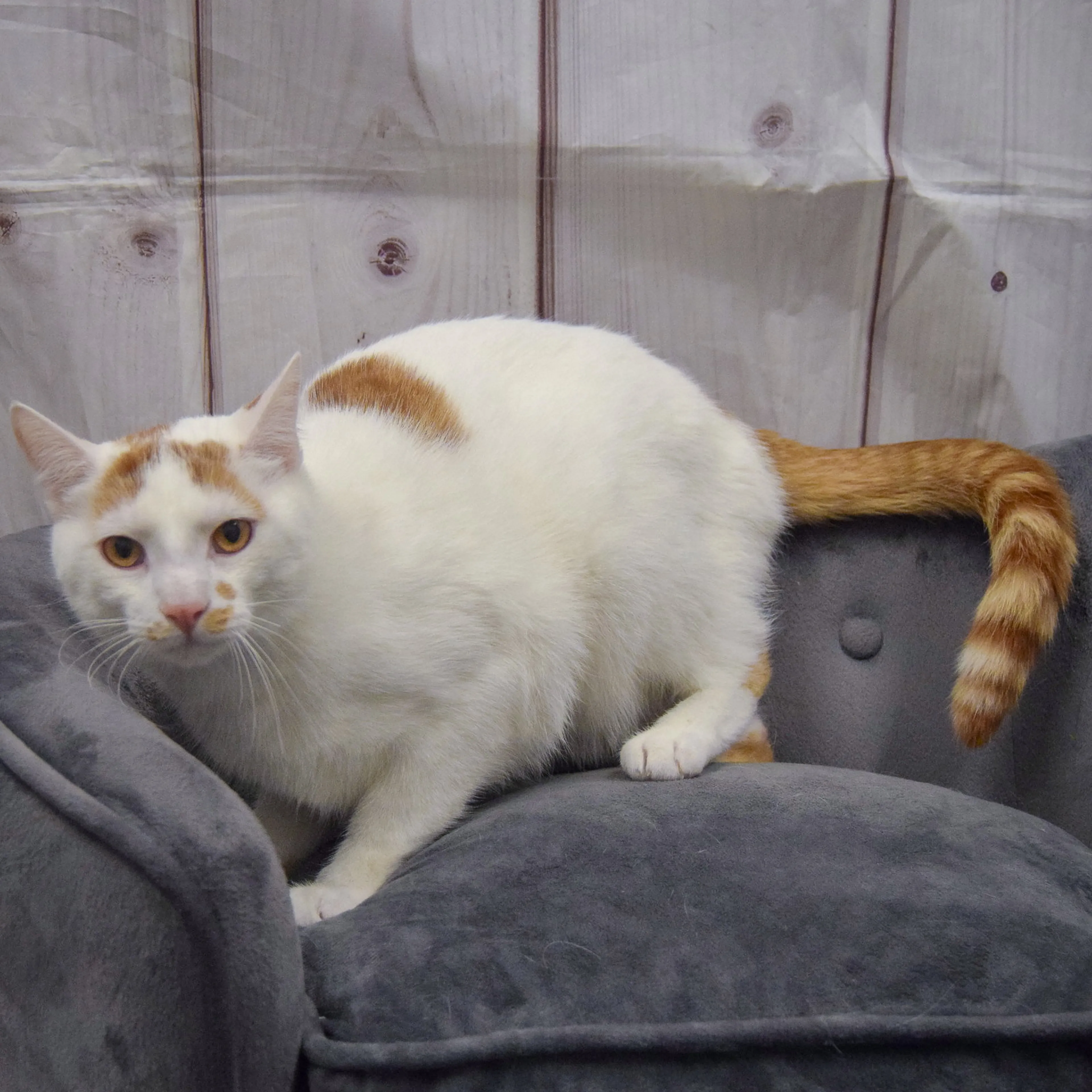 Found pet-2