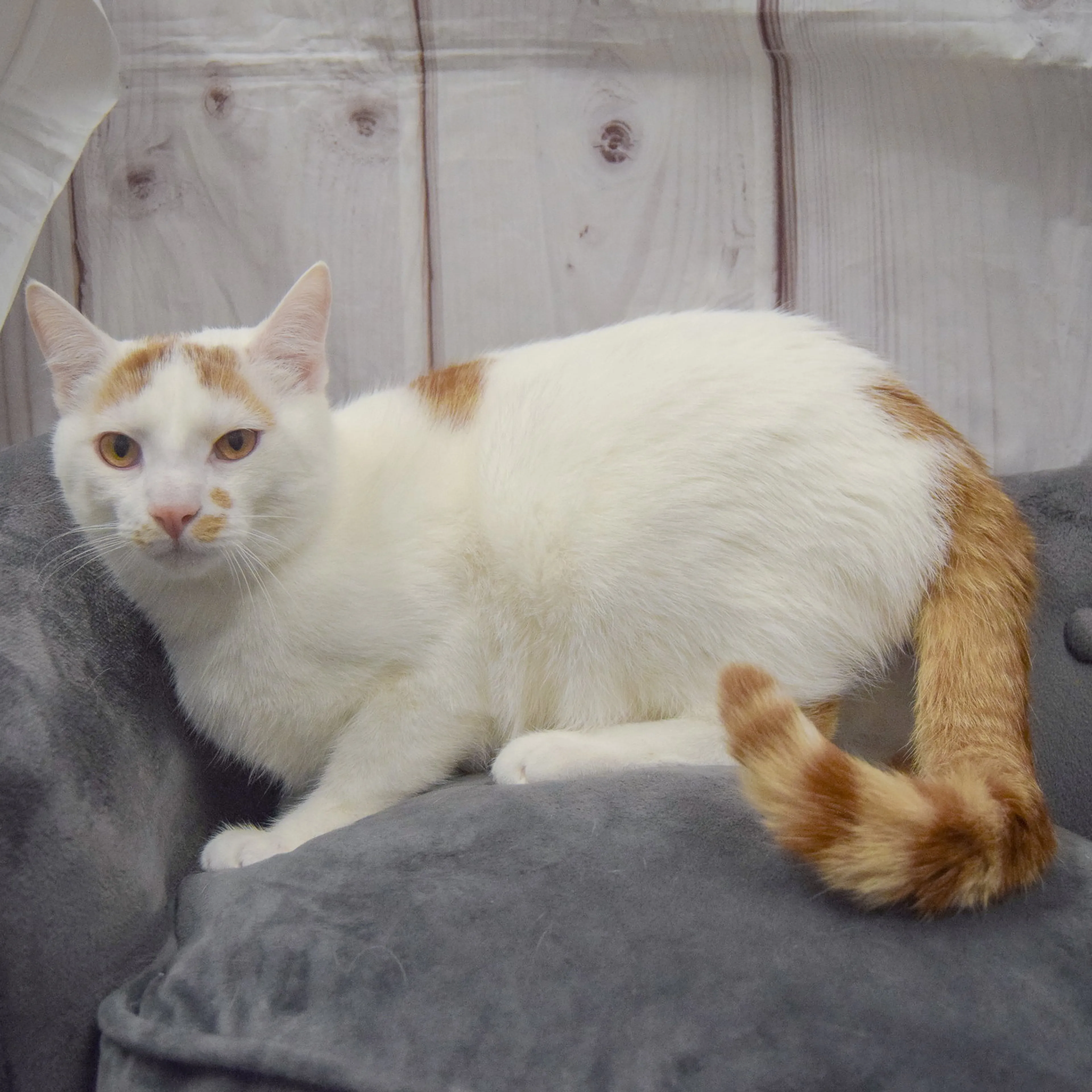 Found pet-1