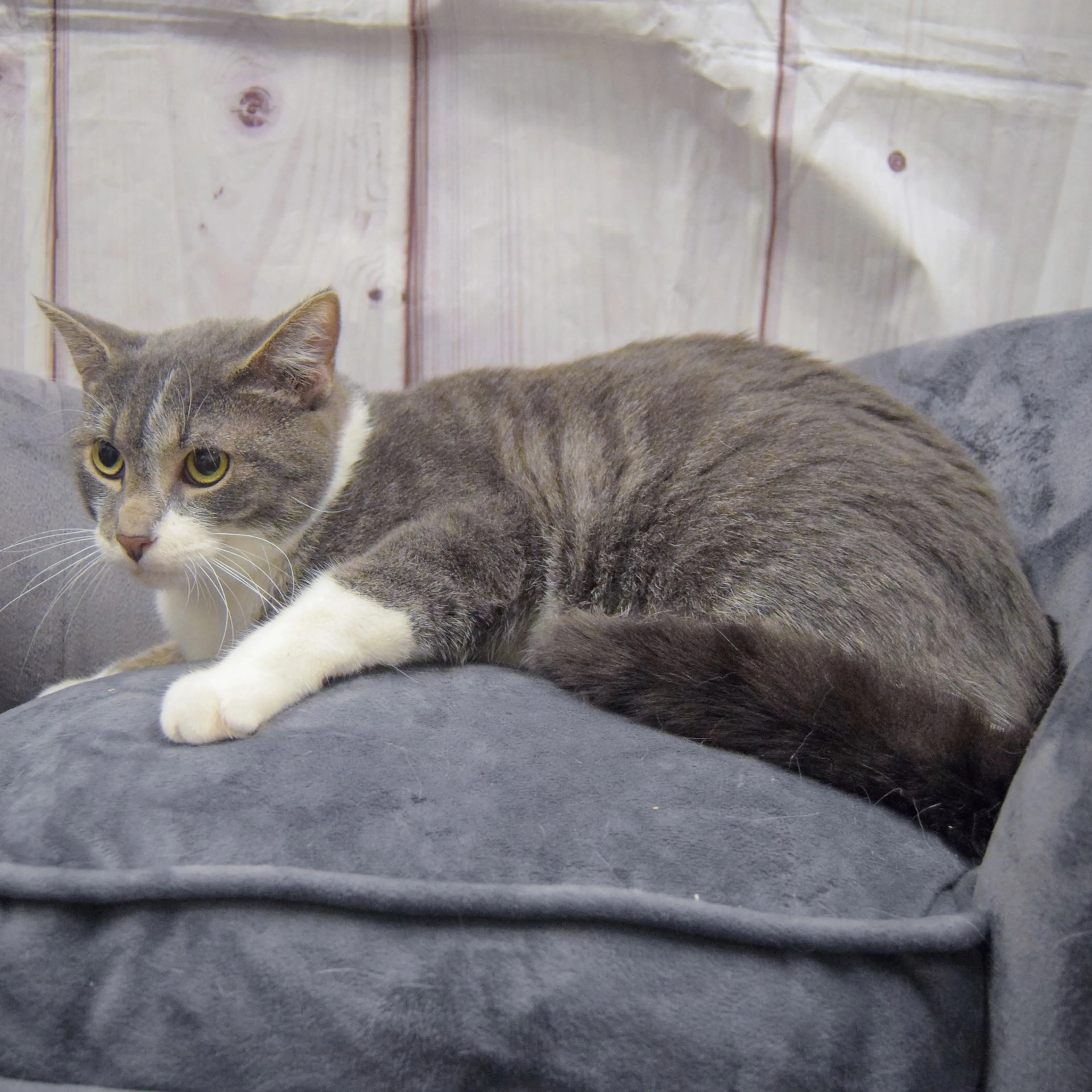 Found pet-2