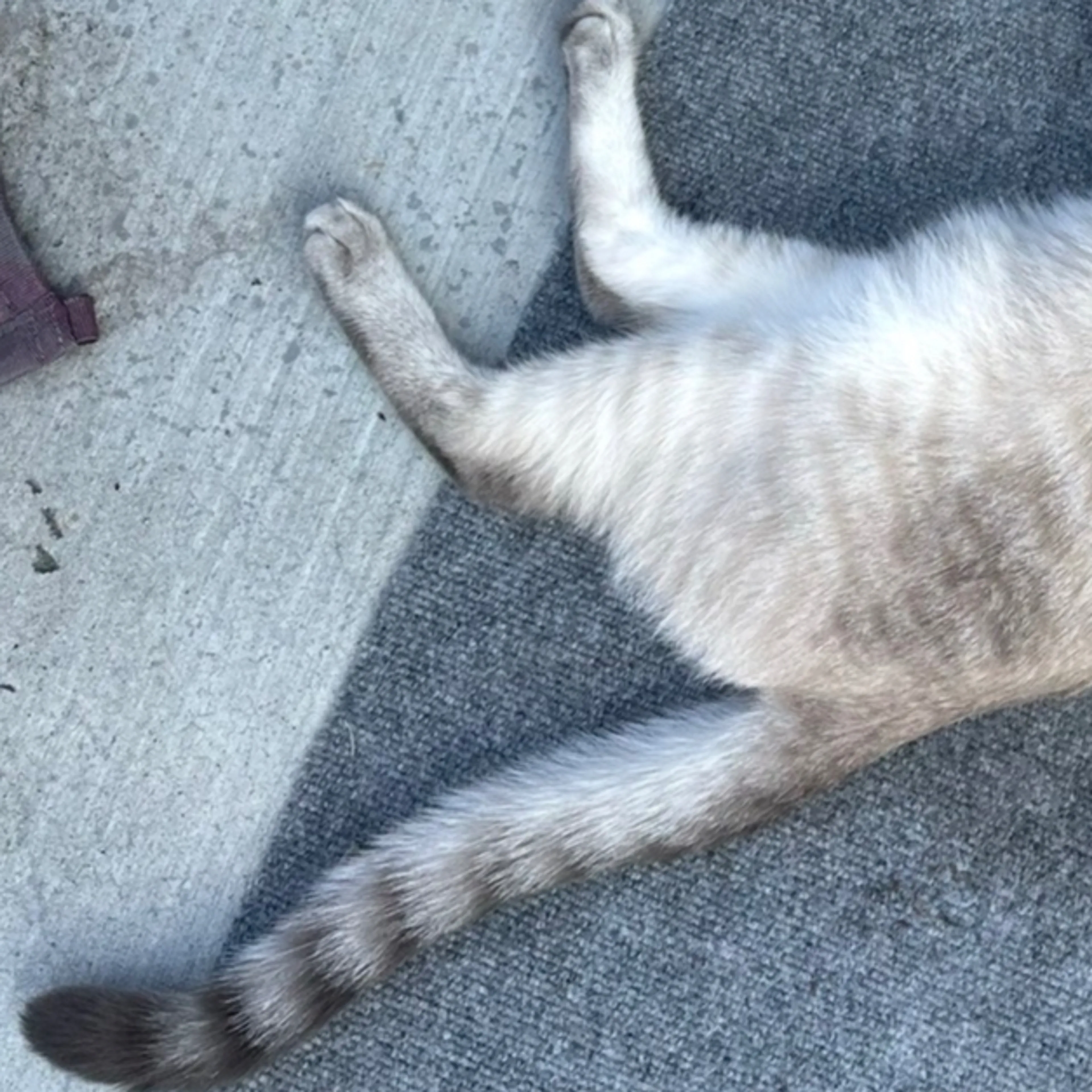 Lost pet-3