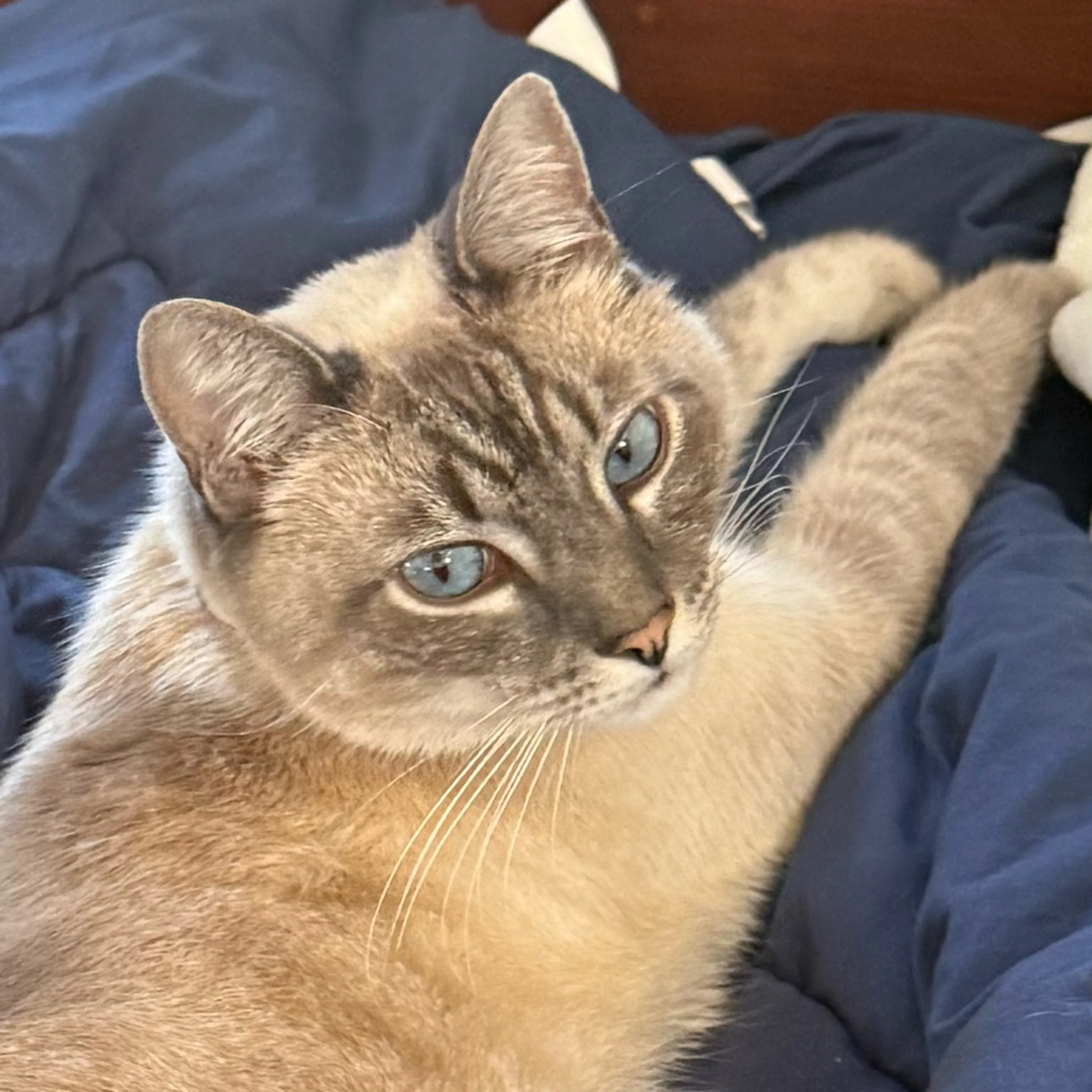 Lost pet-2