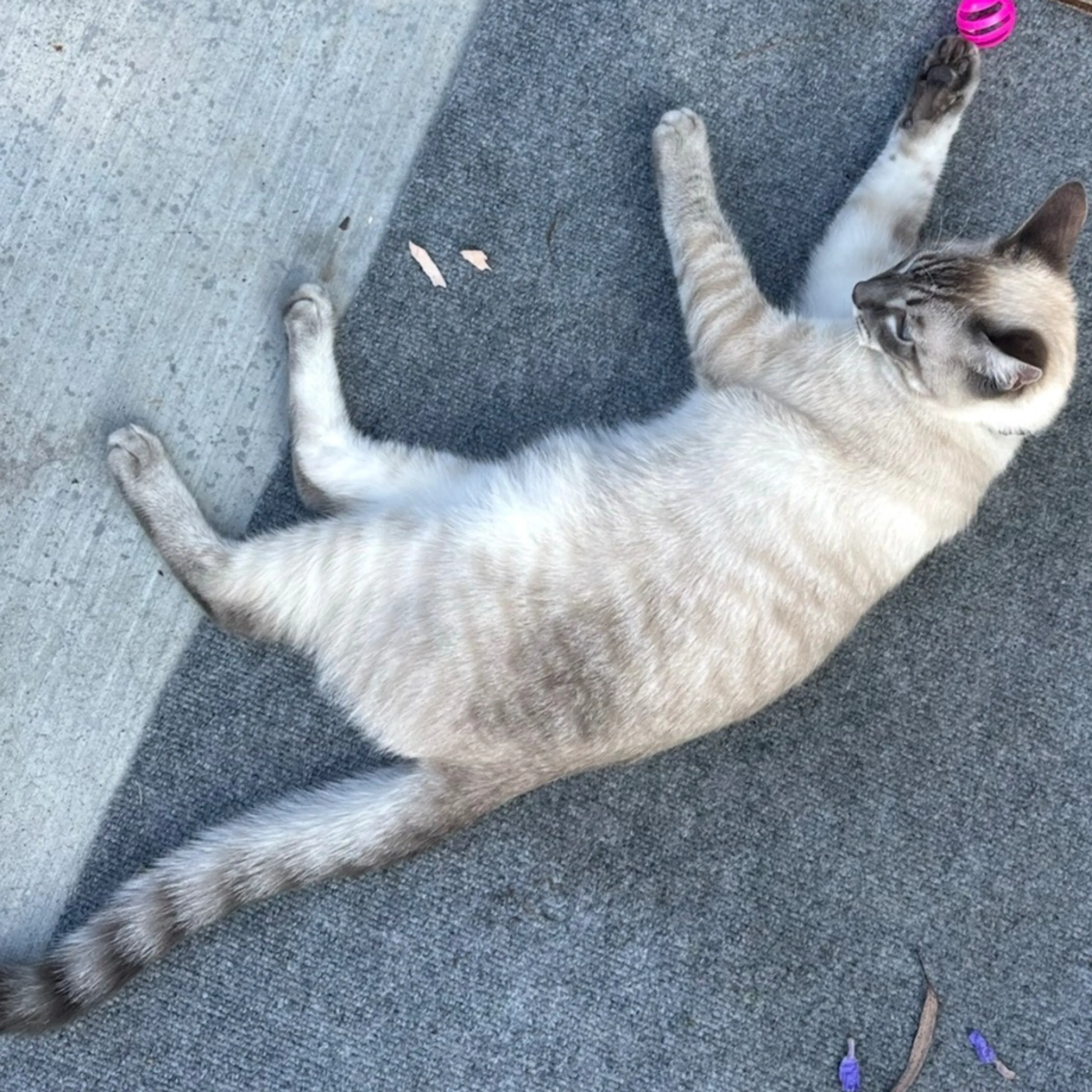 Lost pet-1