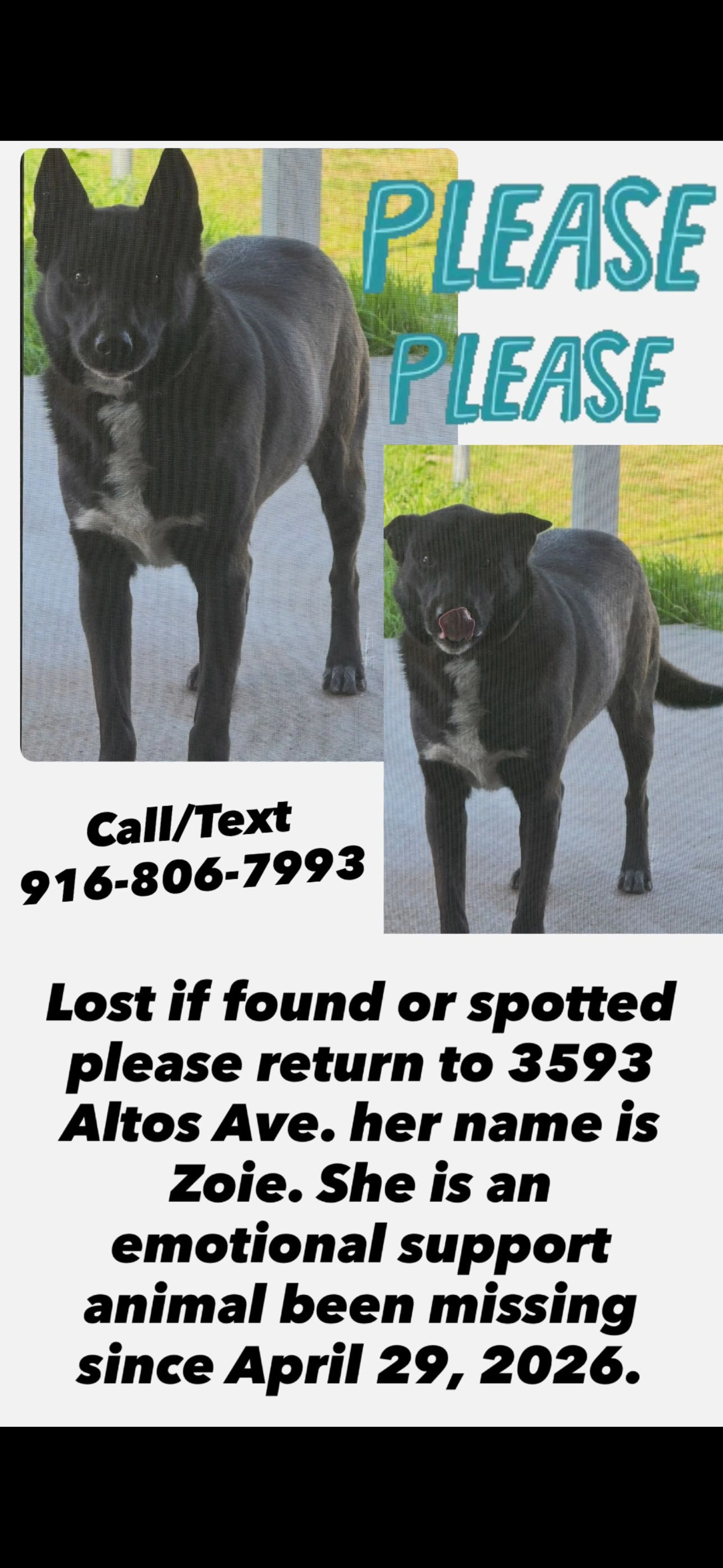 Lost pet-0