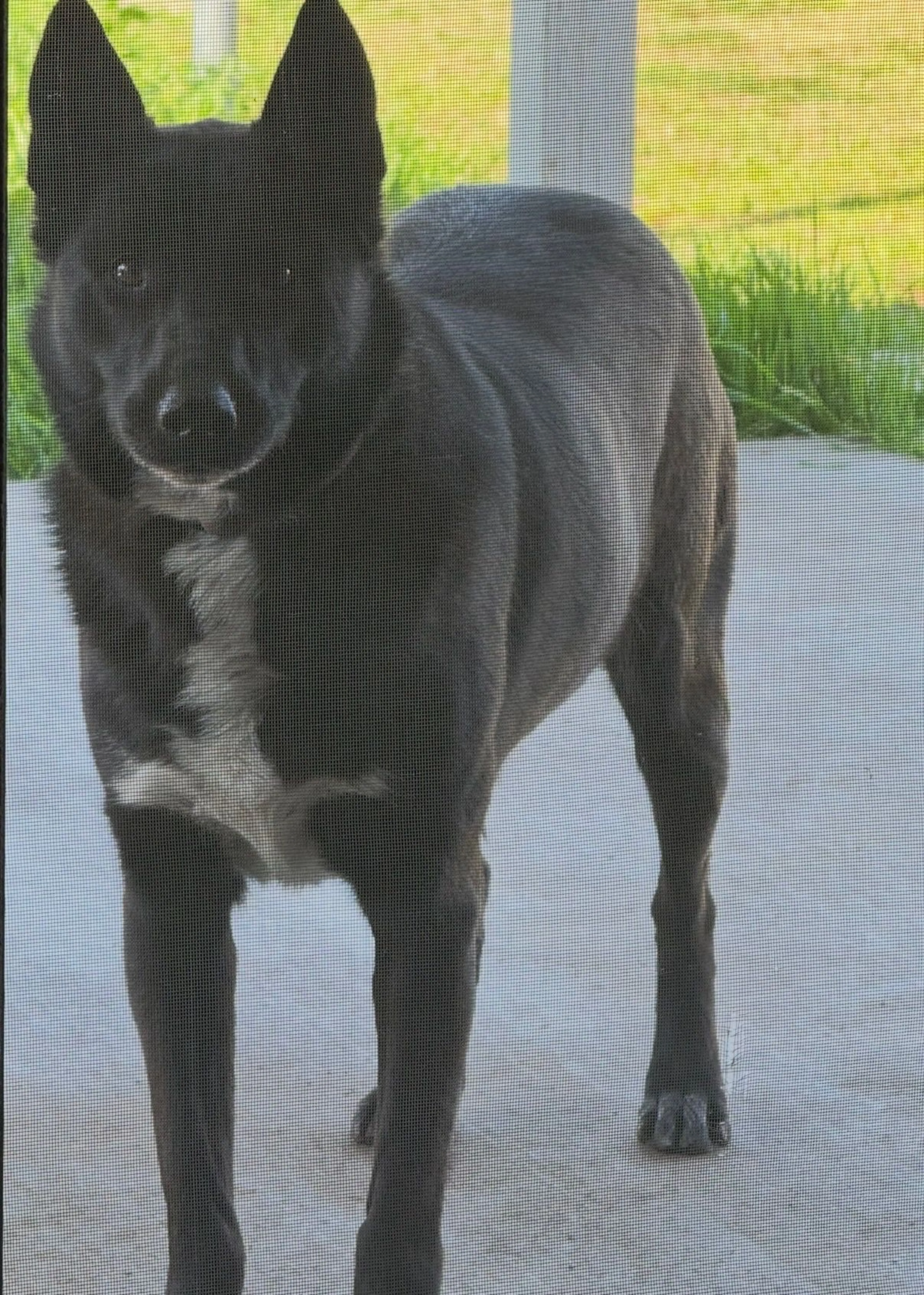 Lost pet-1