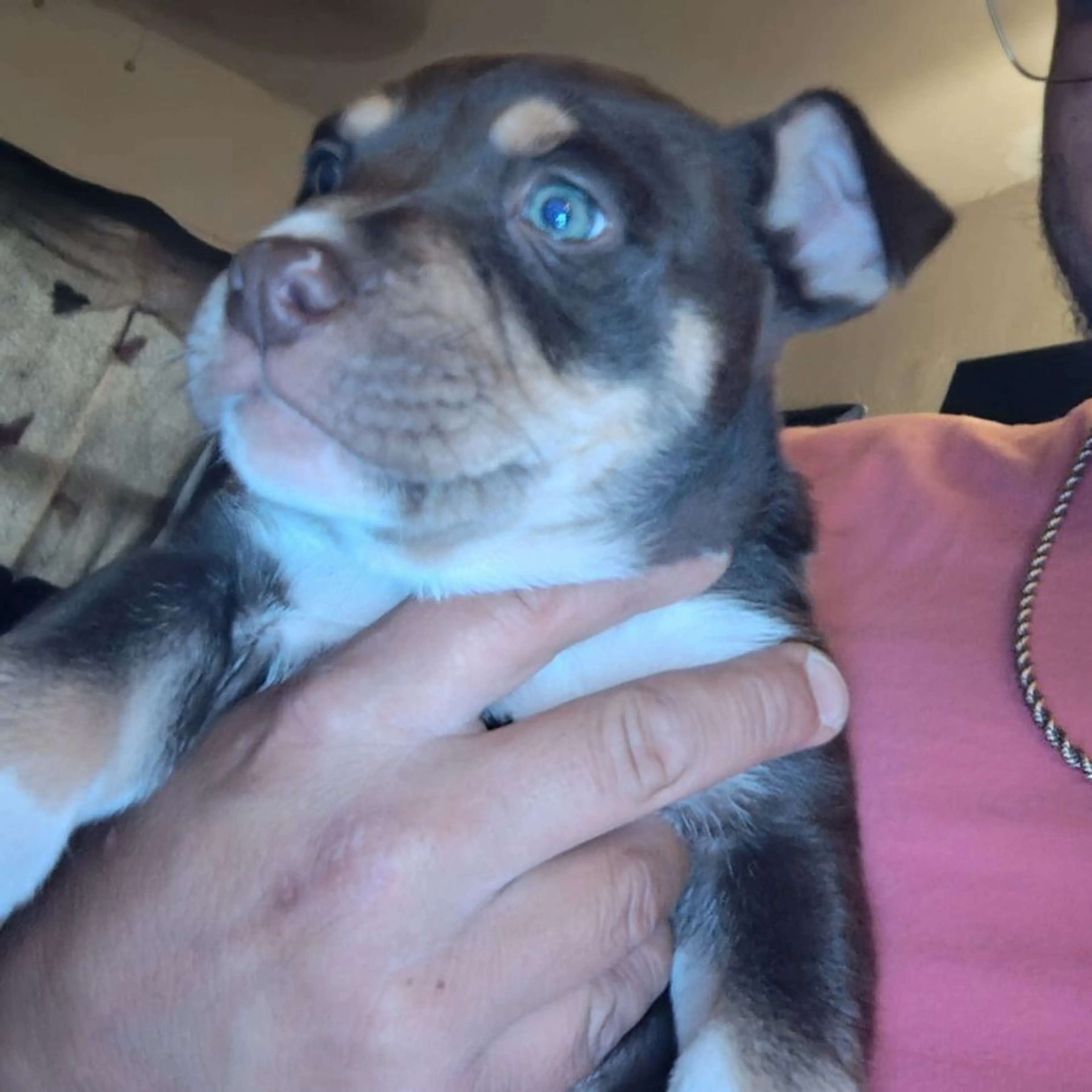 Lost pet