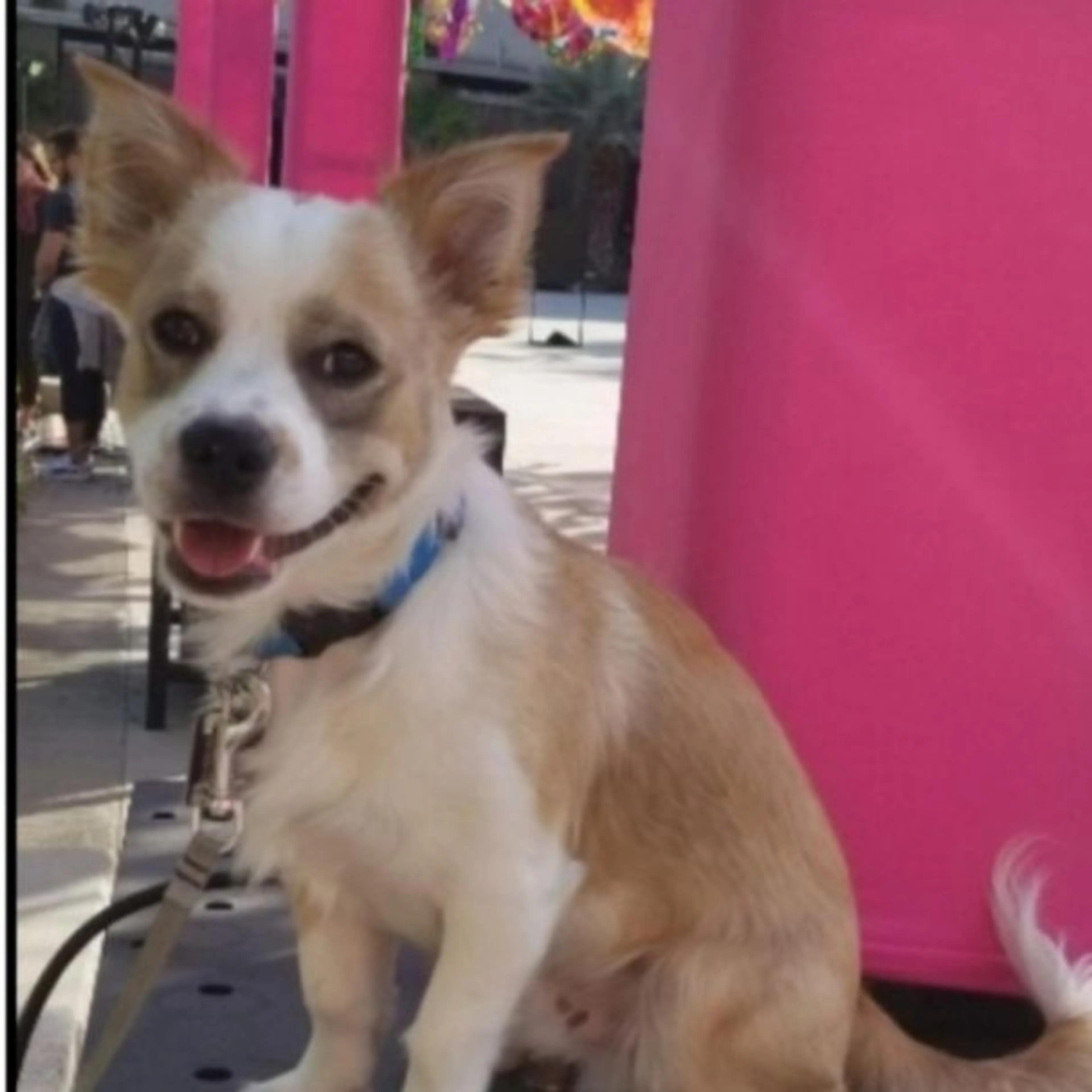 Lost pet