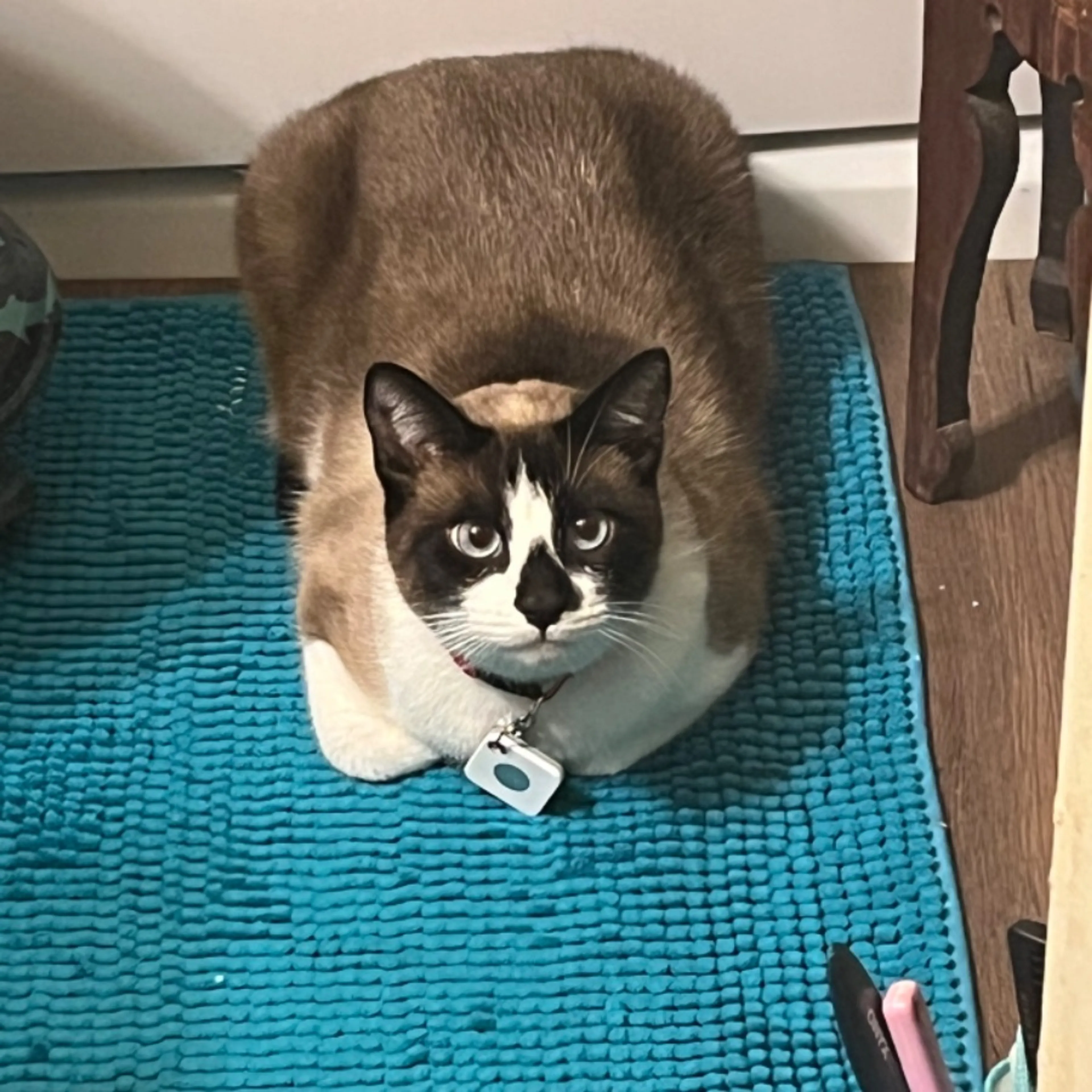 Lost pet-0