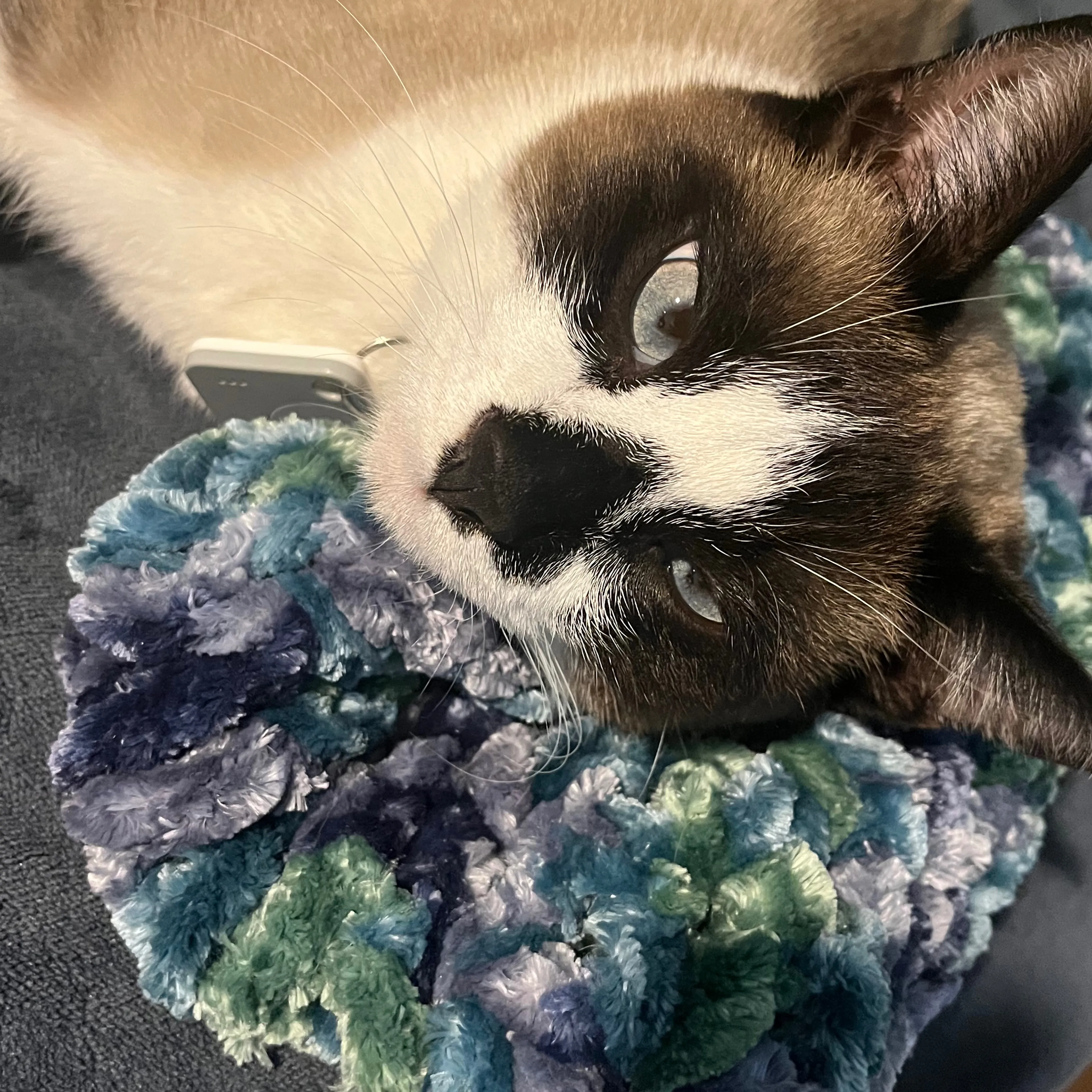 Lost pet-3