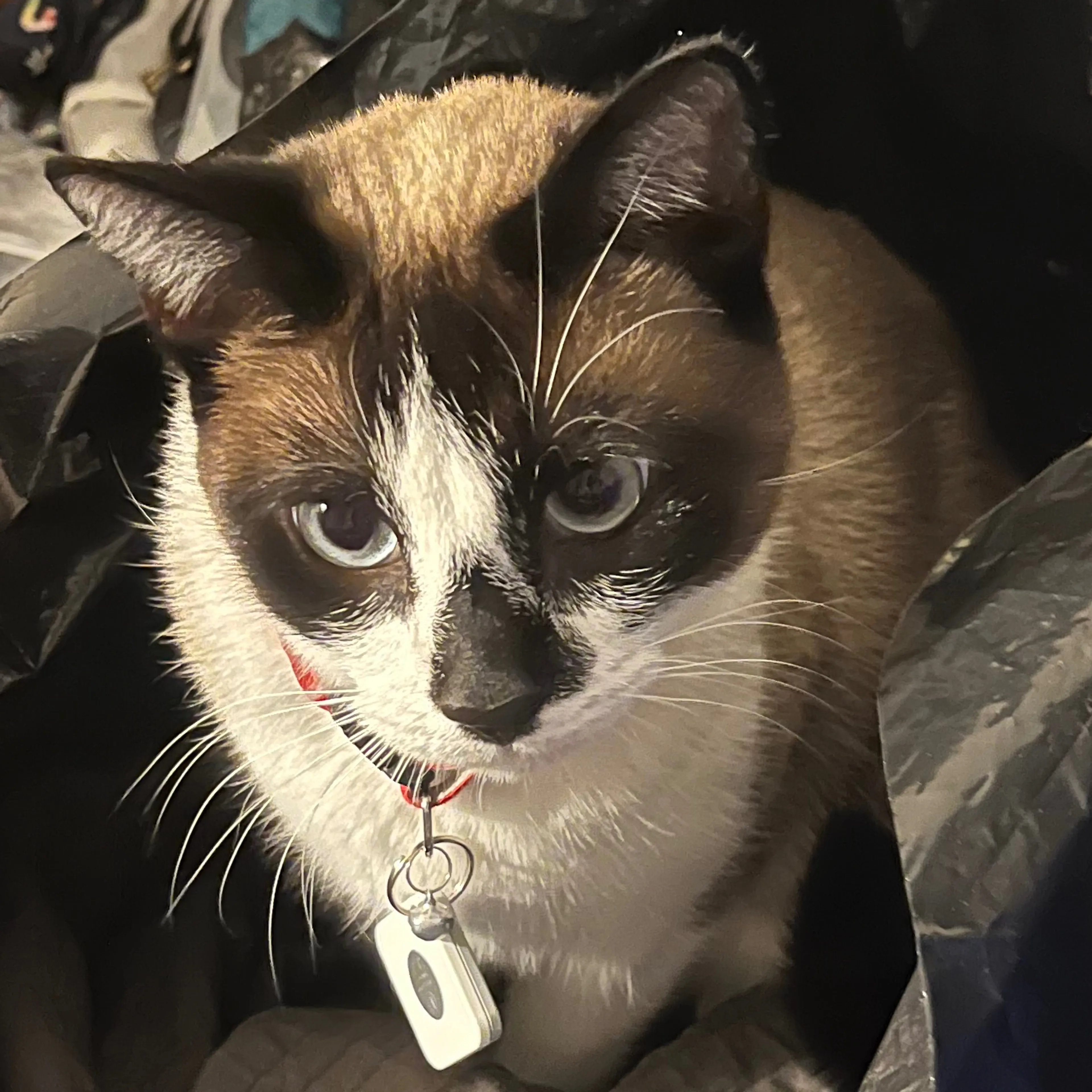 Lost pet-2