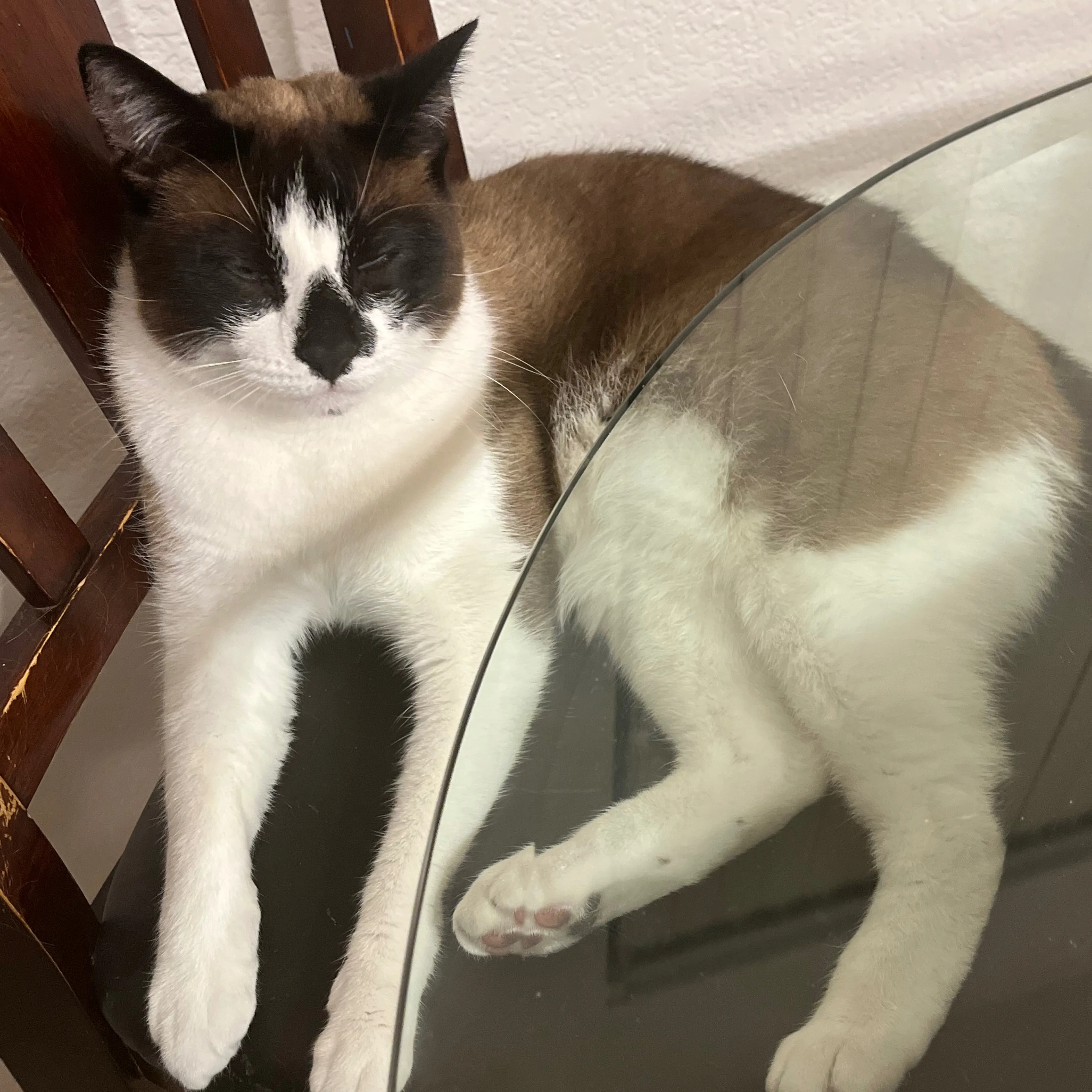 Lost pet-1