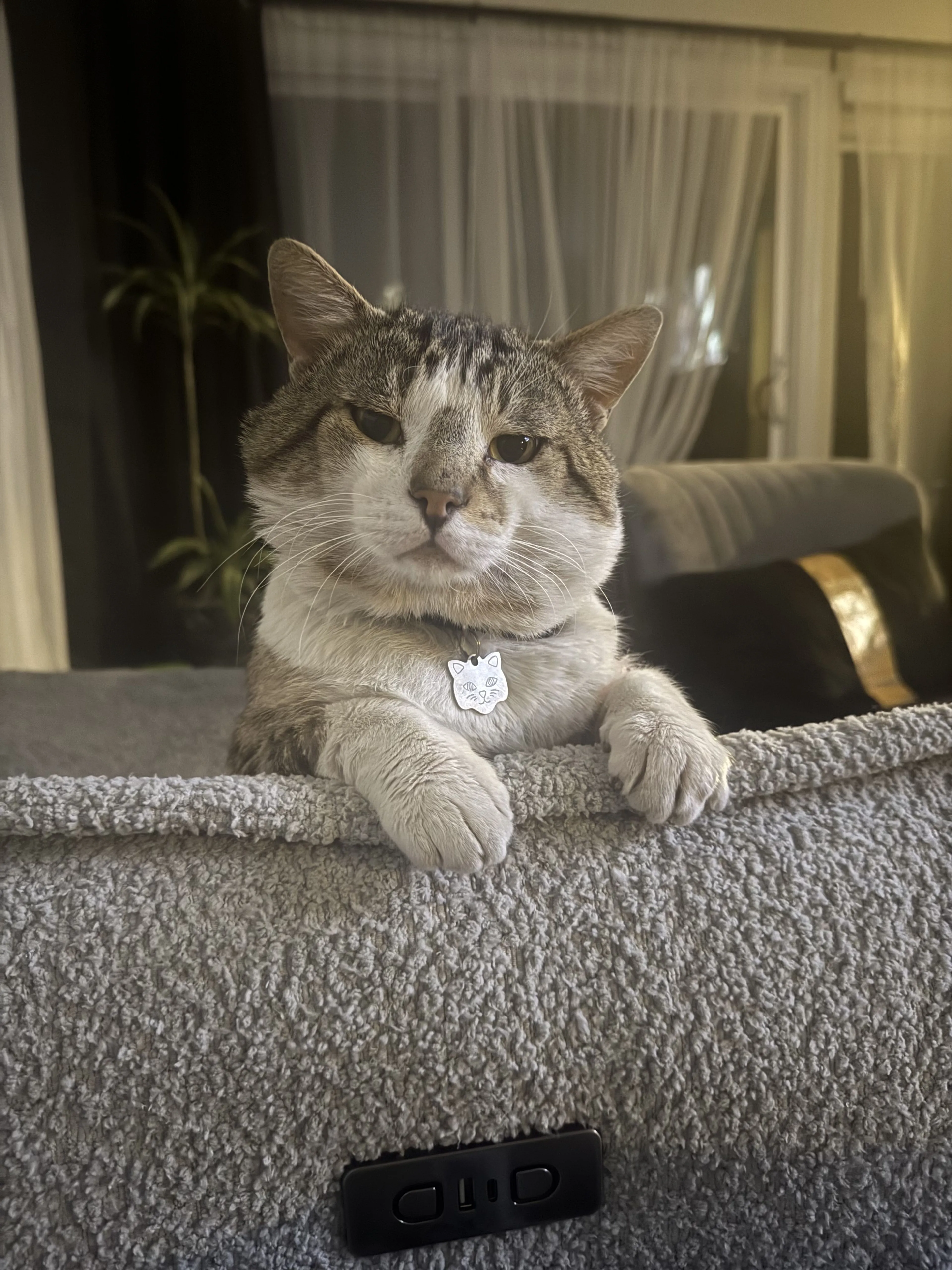 Lost pet-3