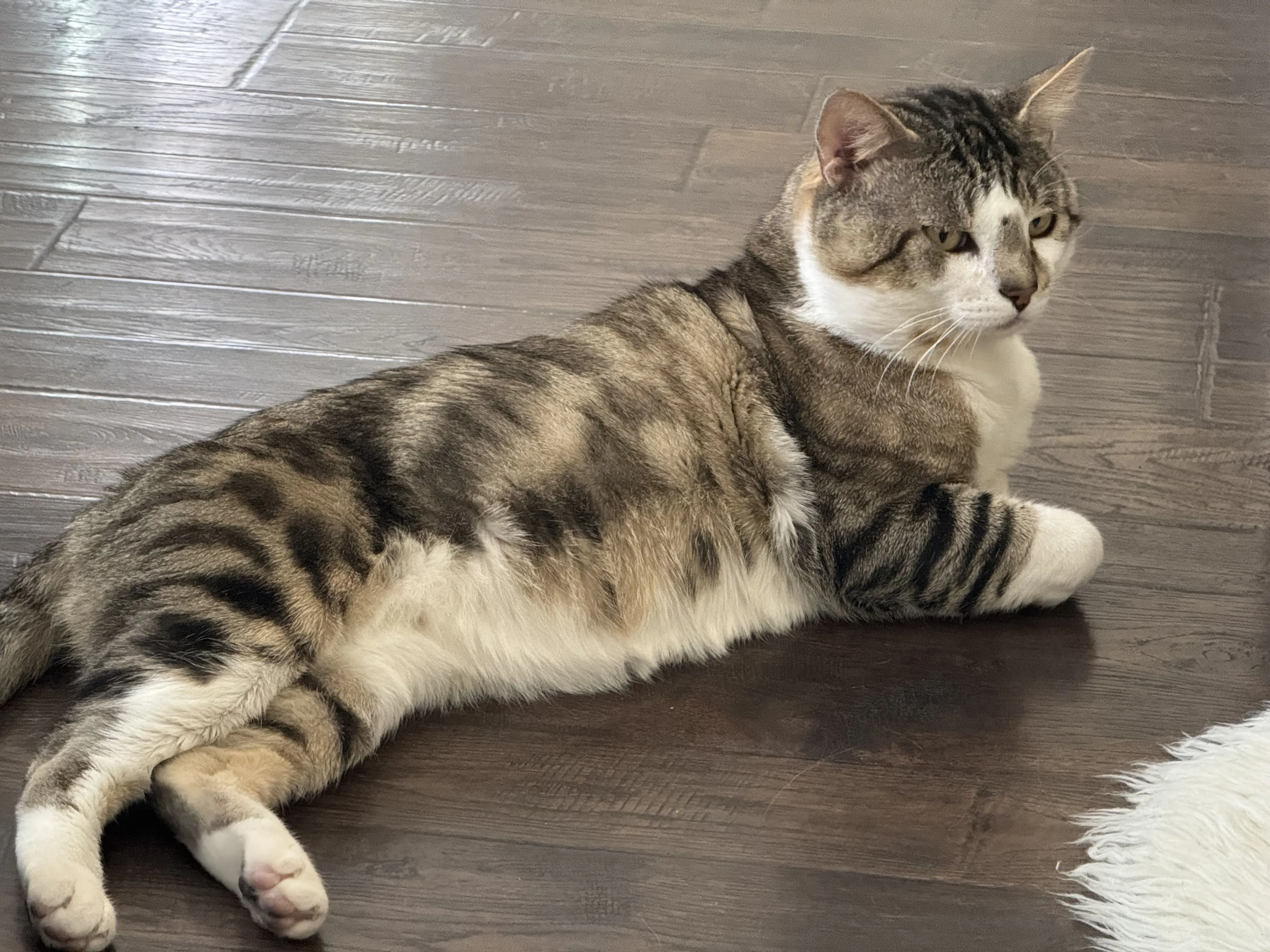 Lost pet-0