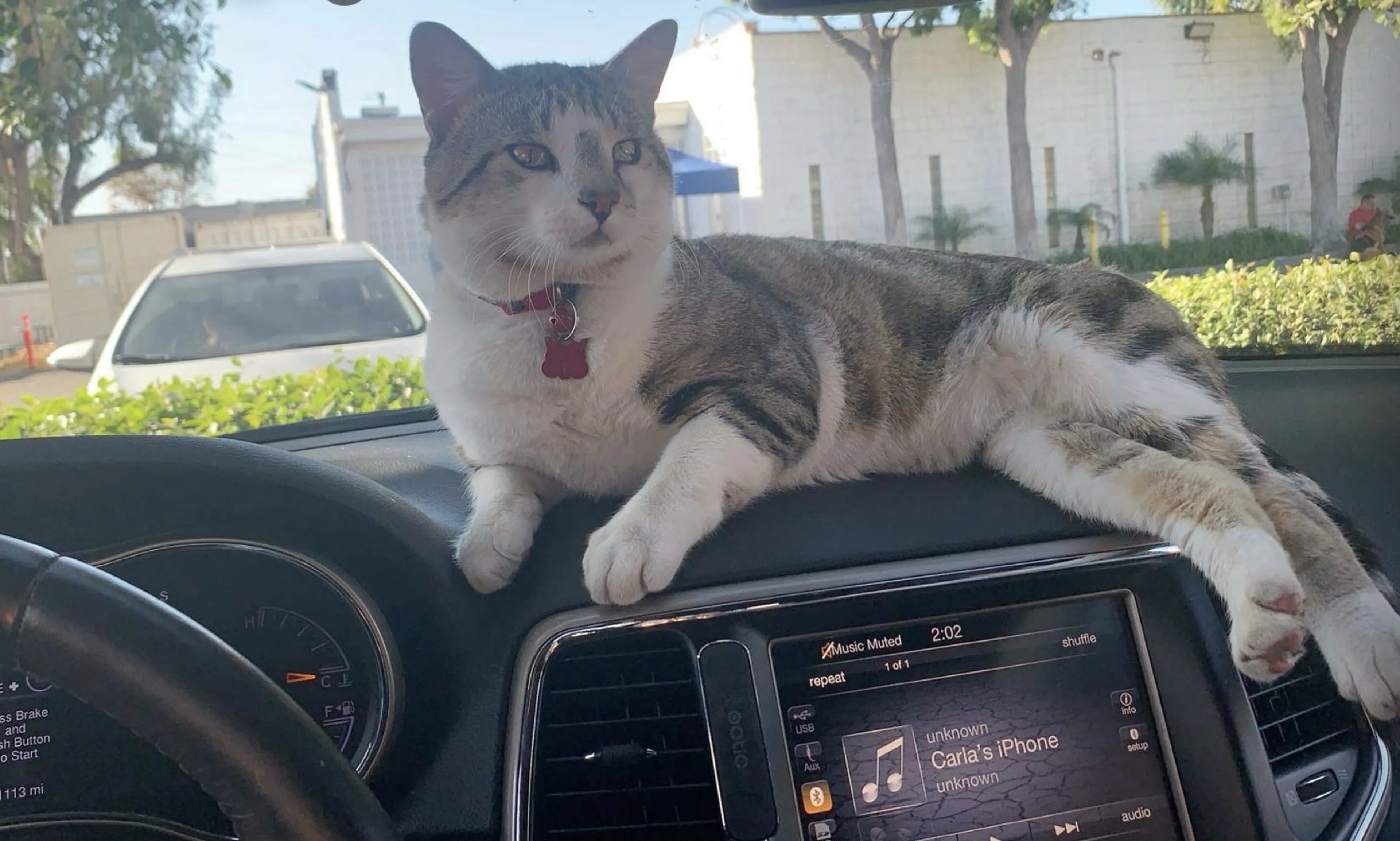 Lost pet-2