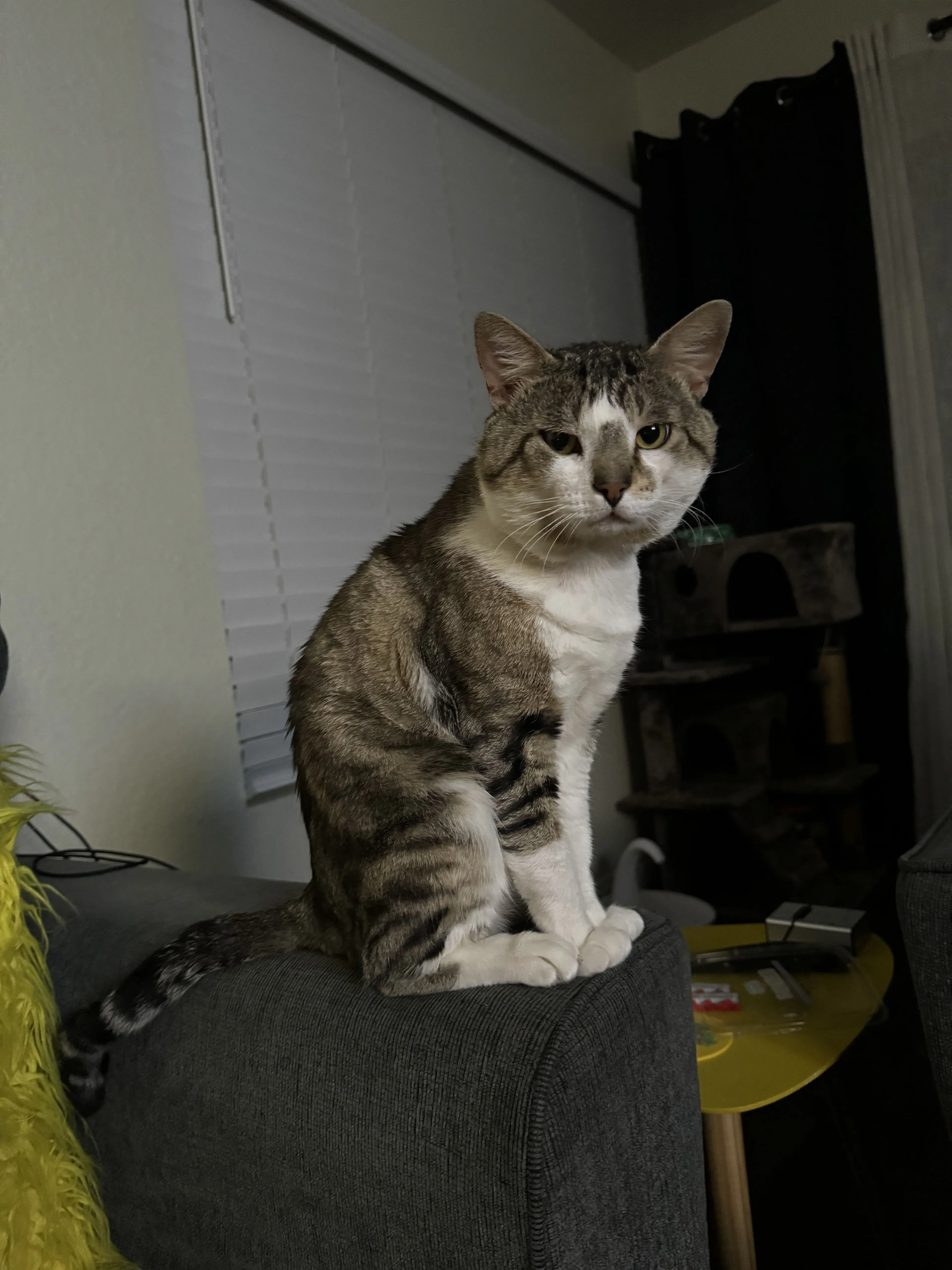 Lost pet-1