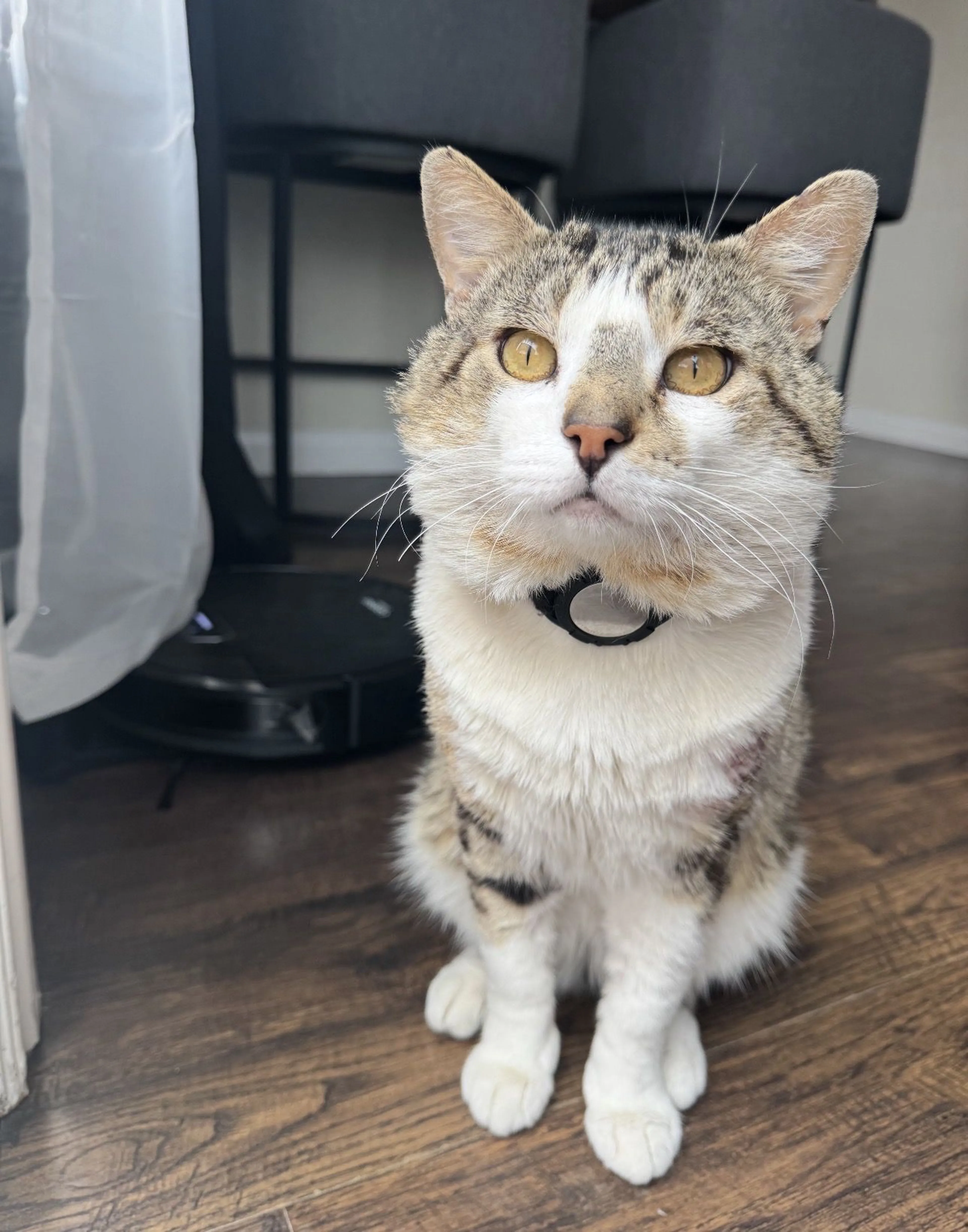 Lost pet-0