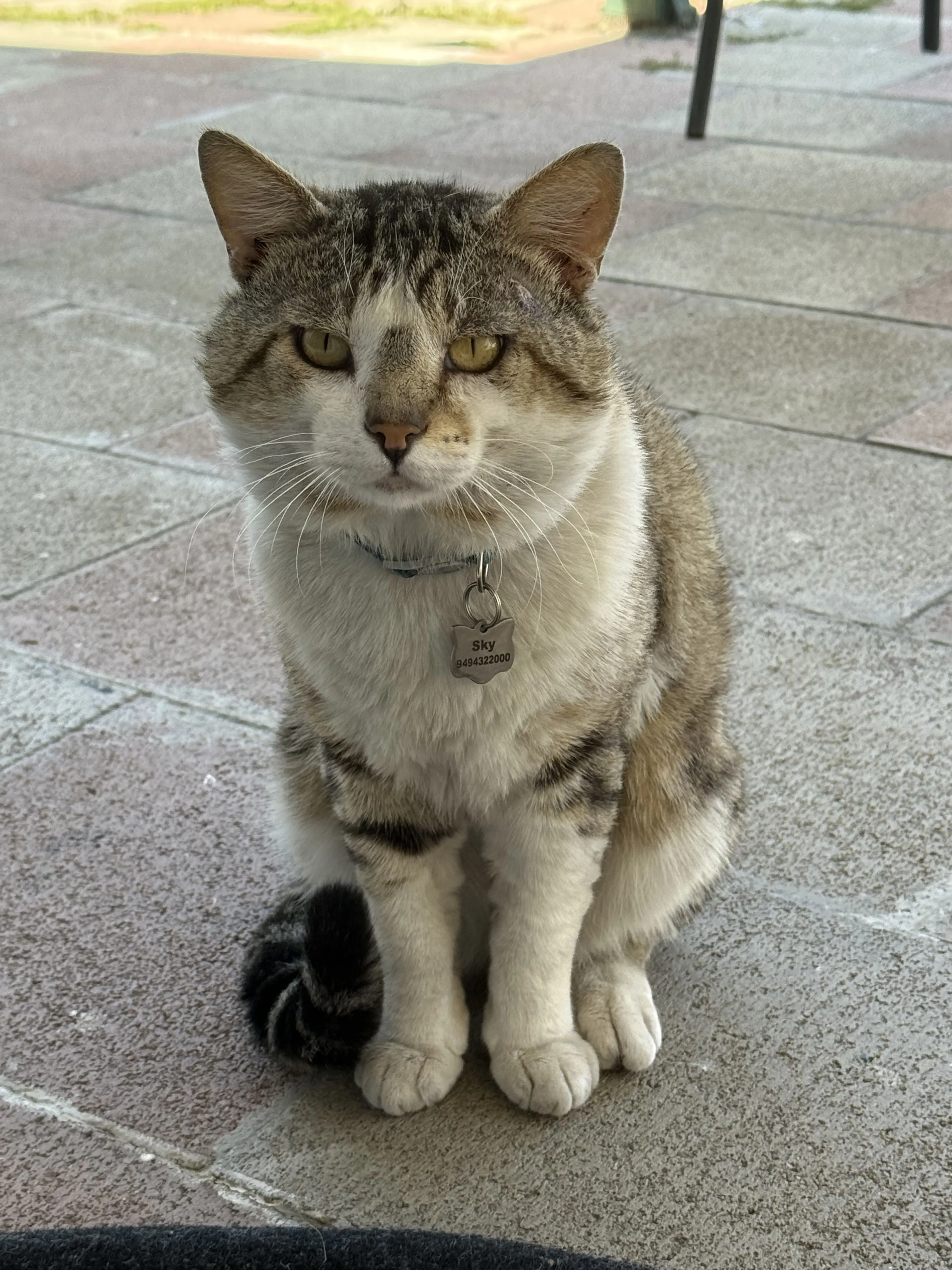 Lost pet-1