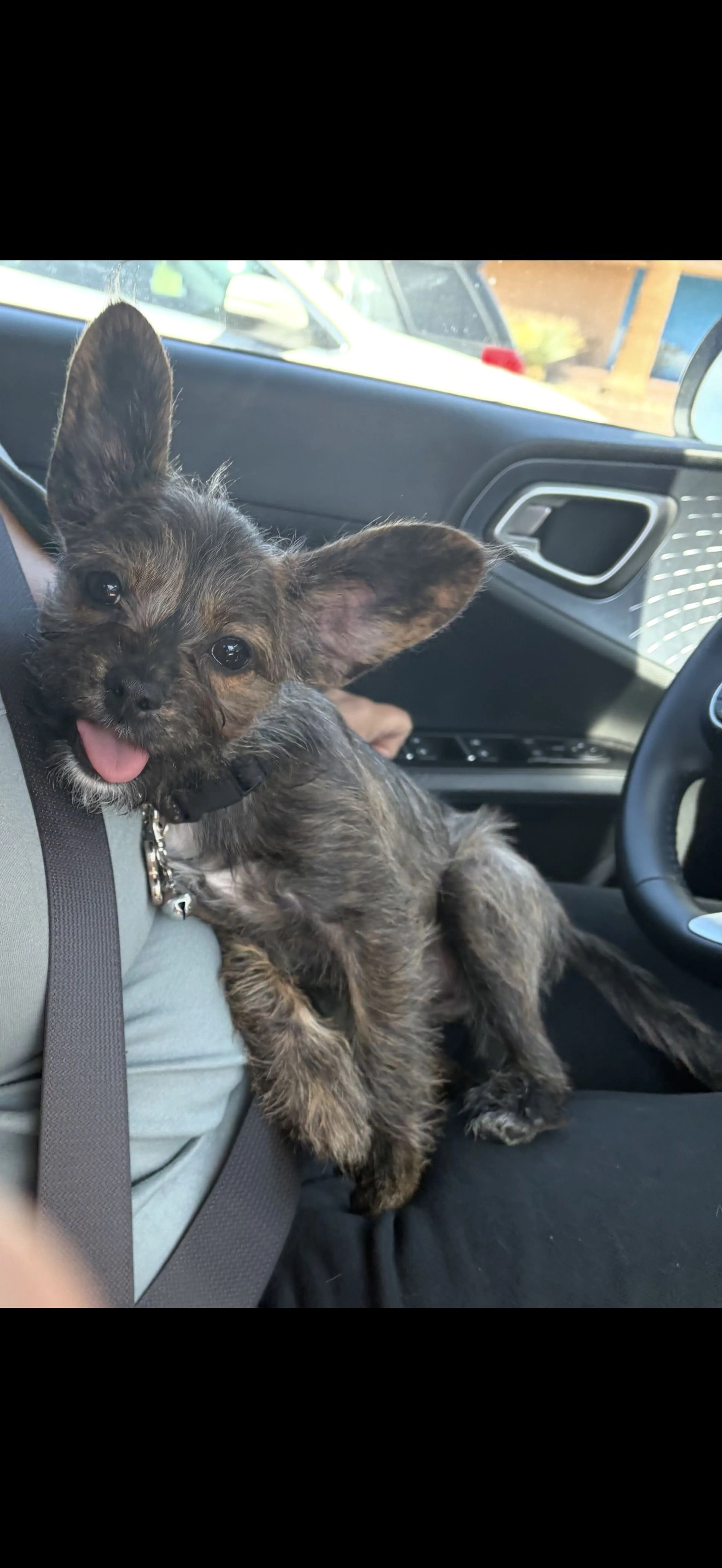 Lost pet-2