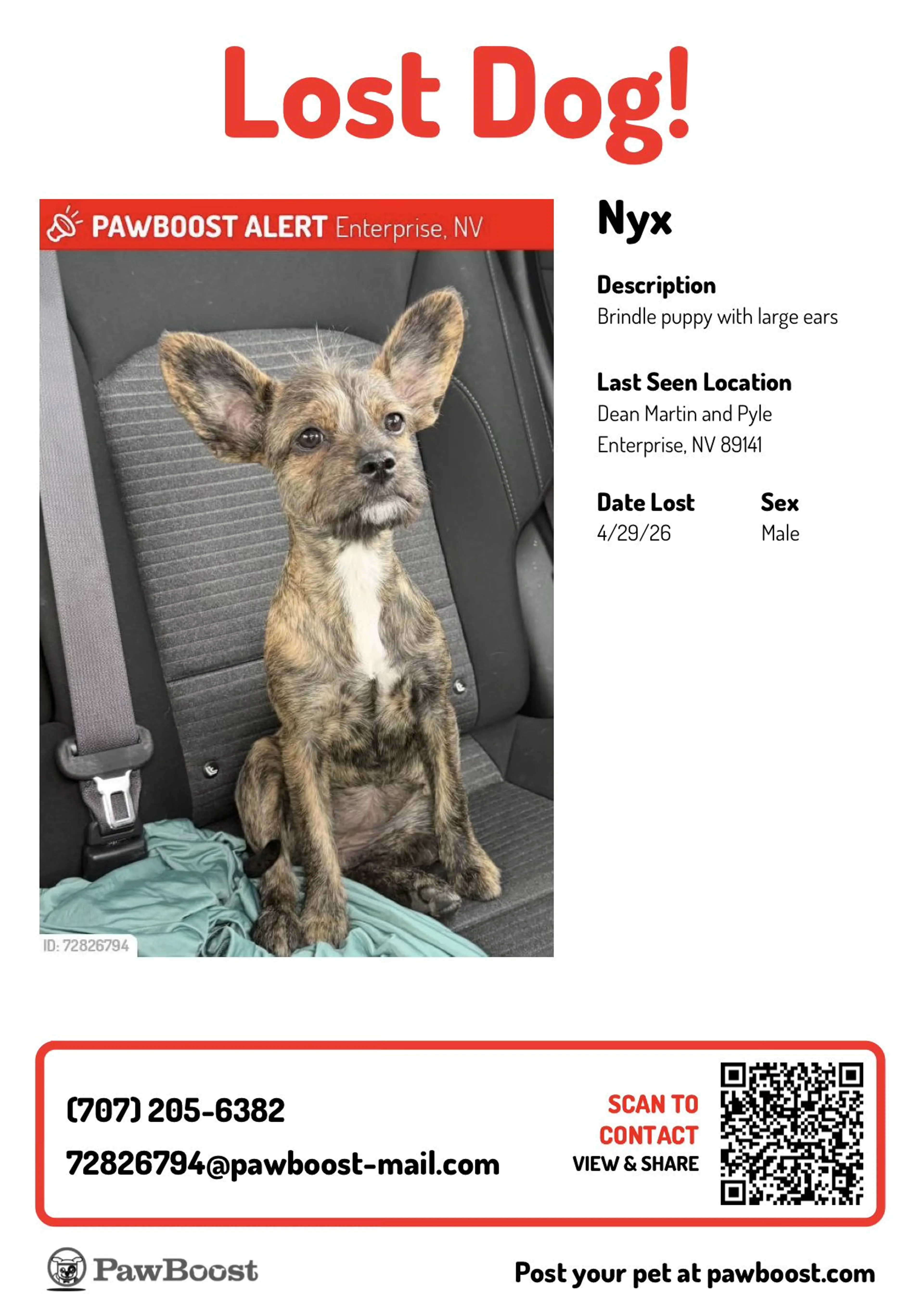 Lost pet-0