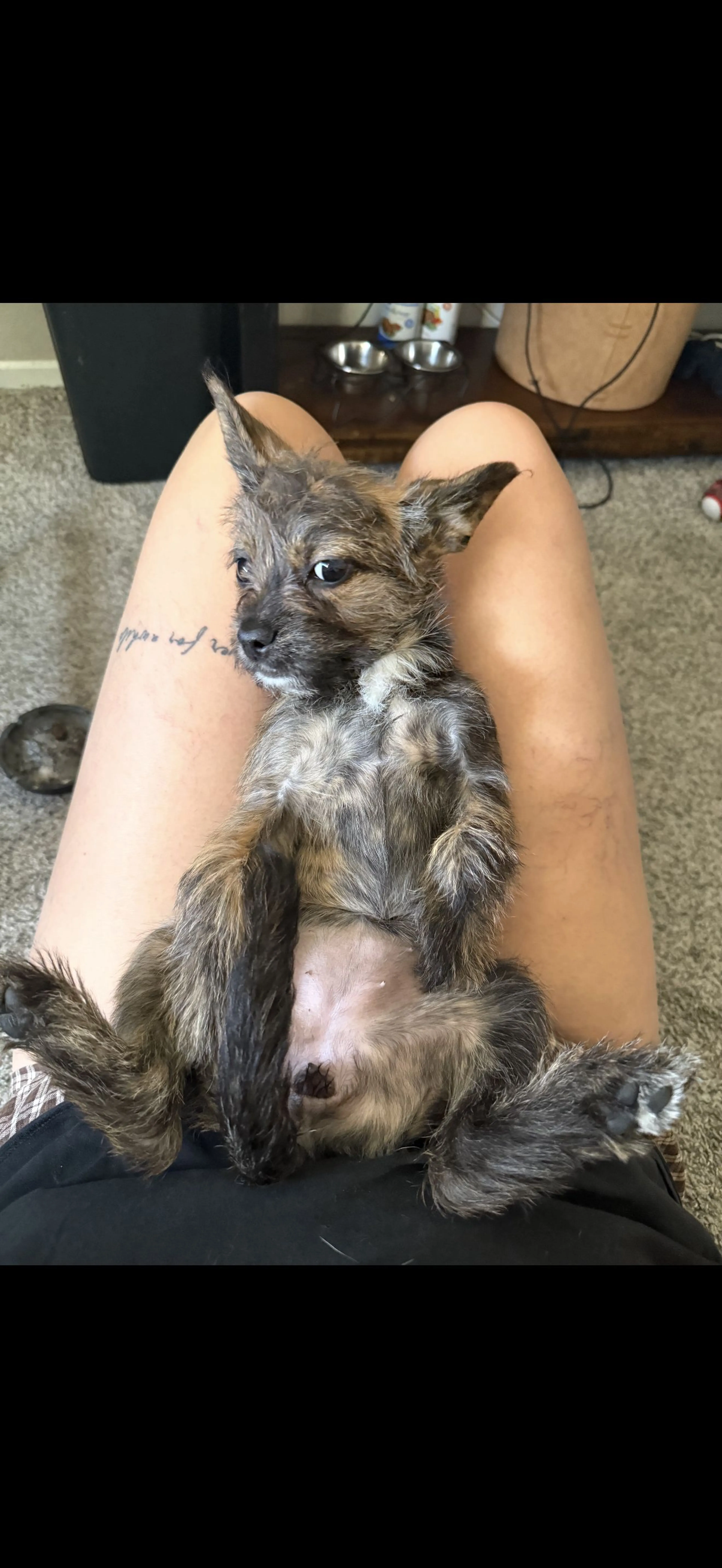 Lost pet-1
