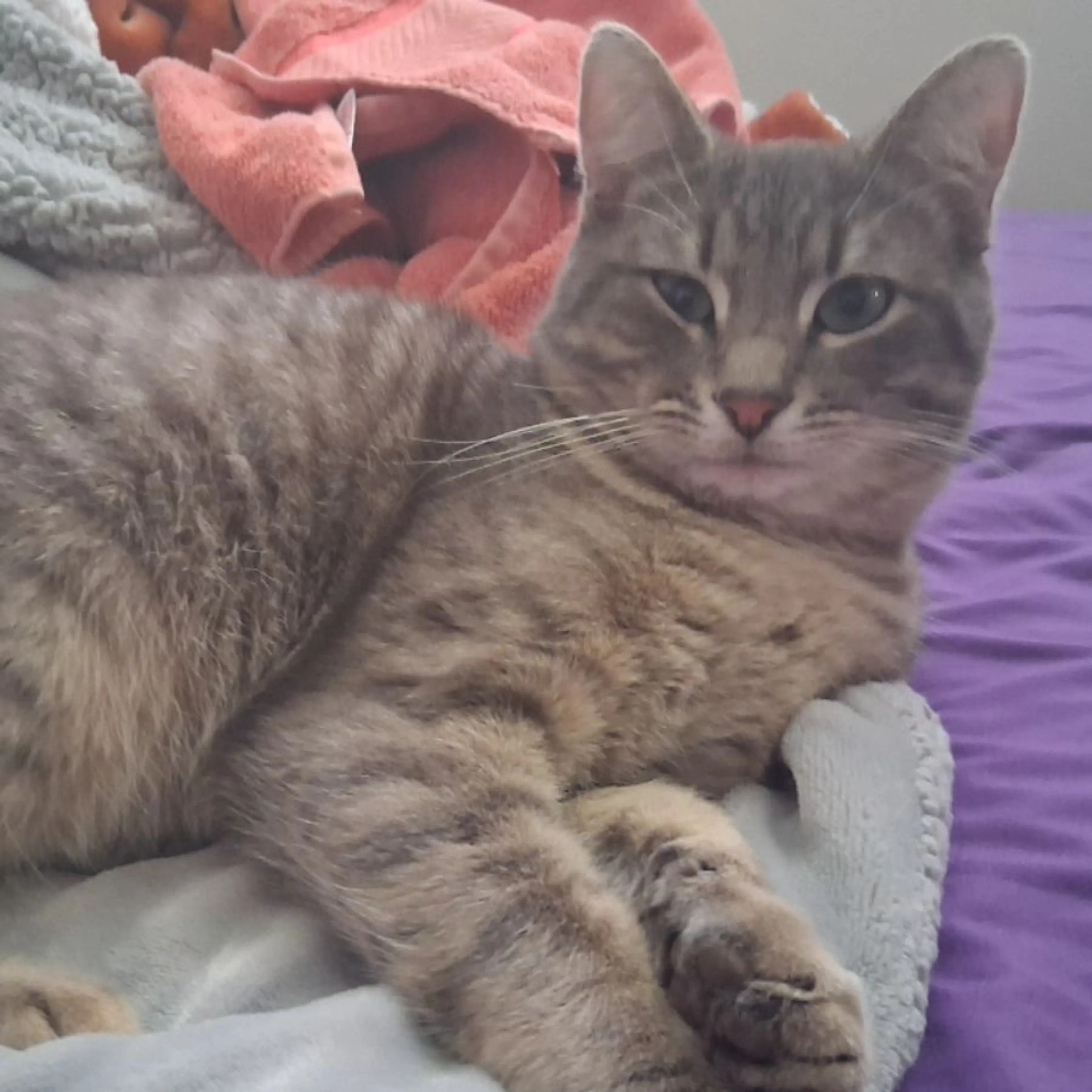 Lost pet