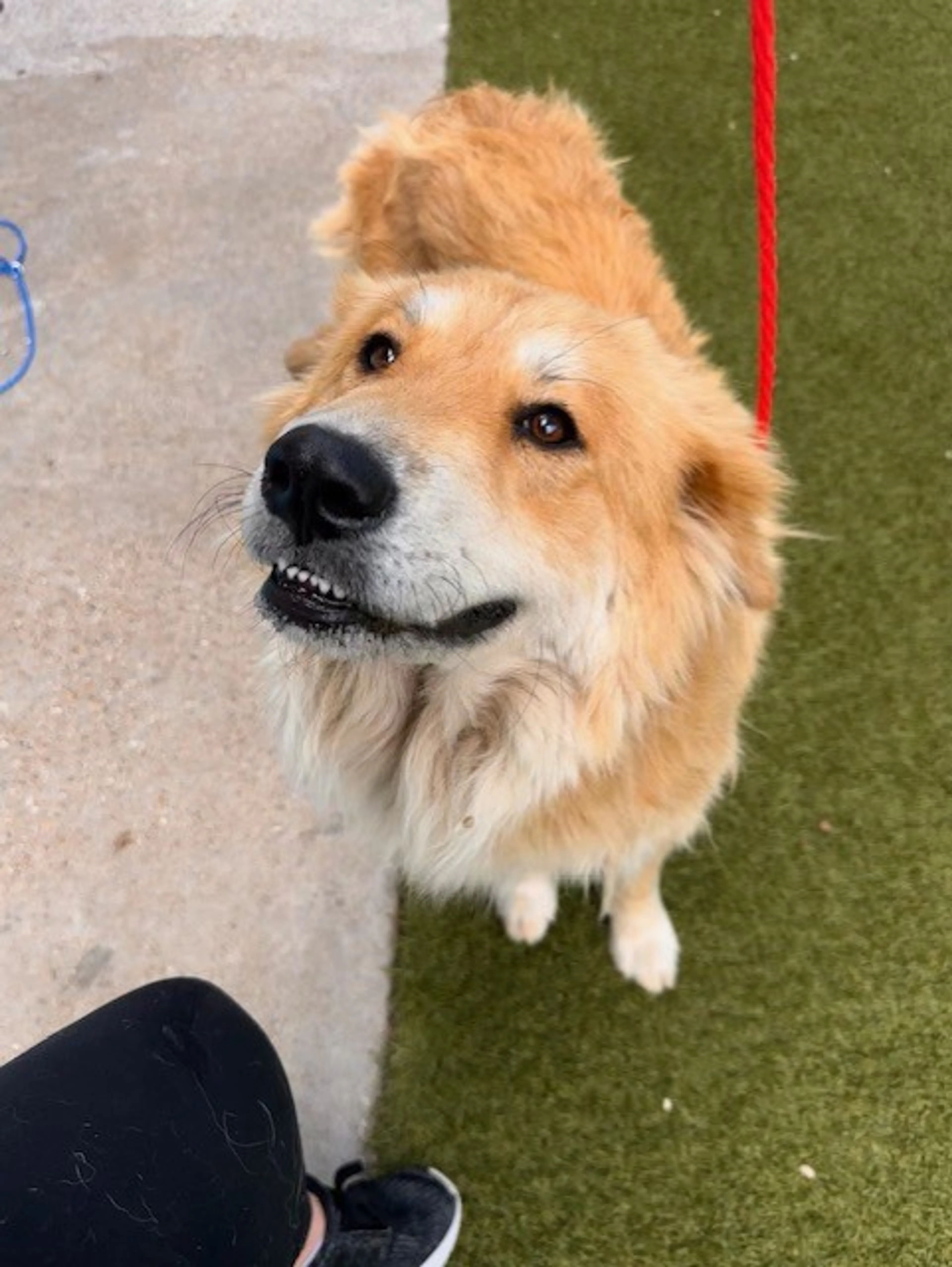 Found pet