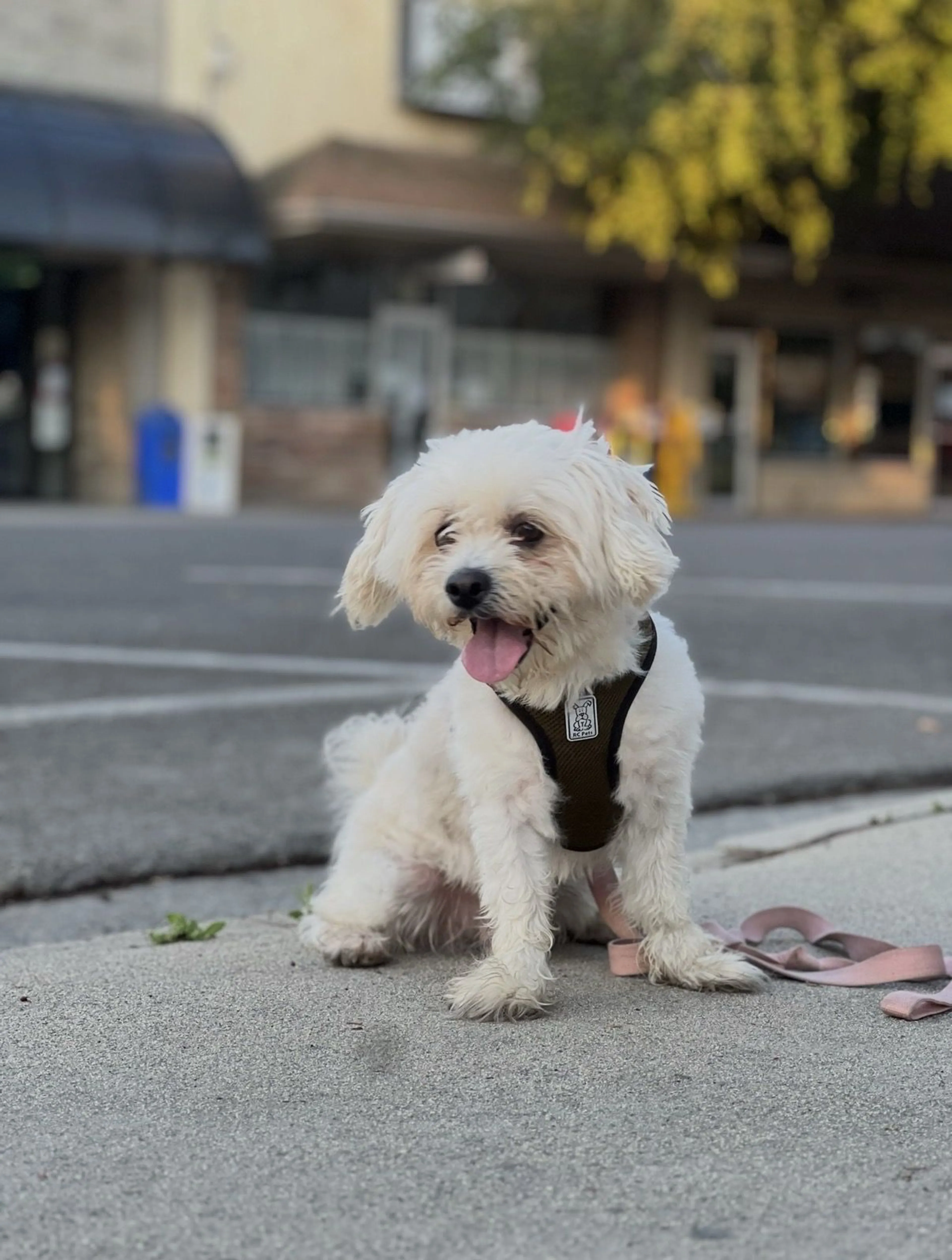 Lost pet-0