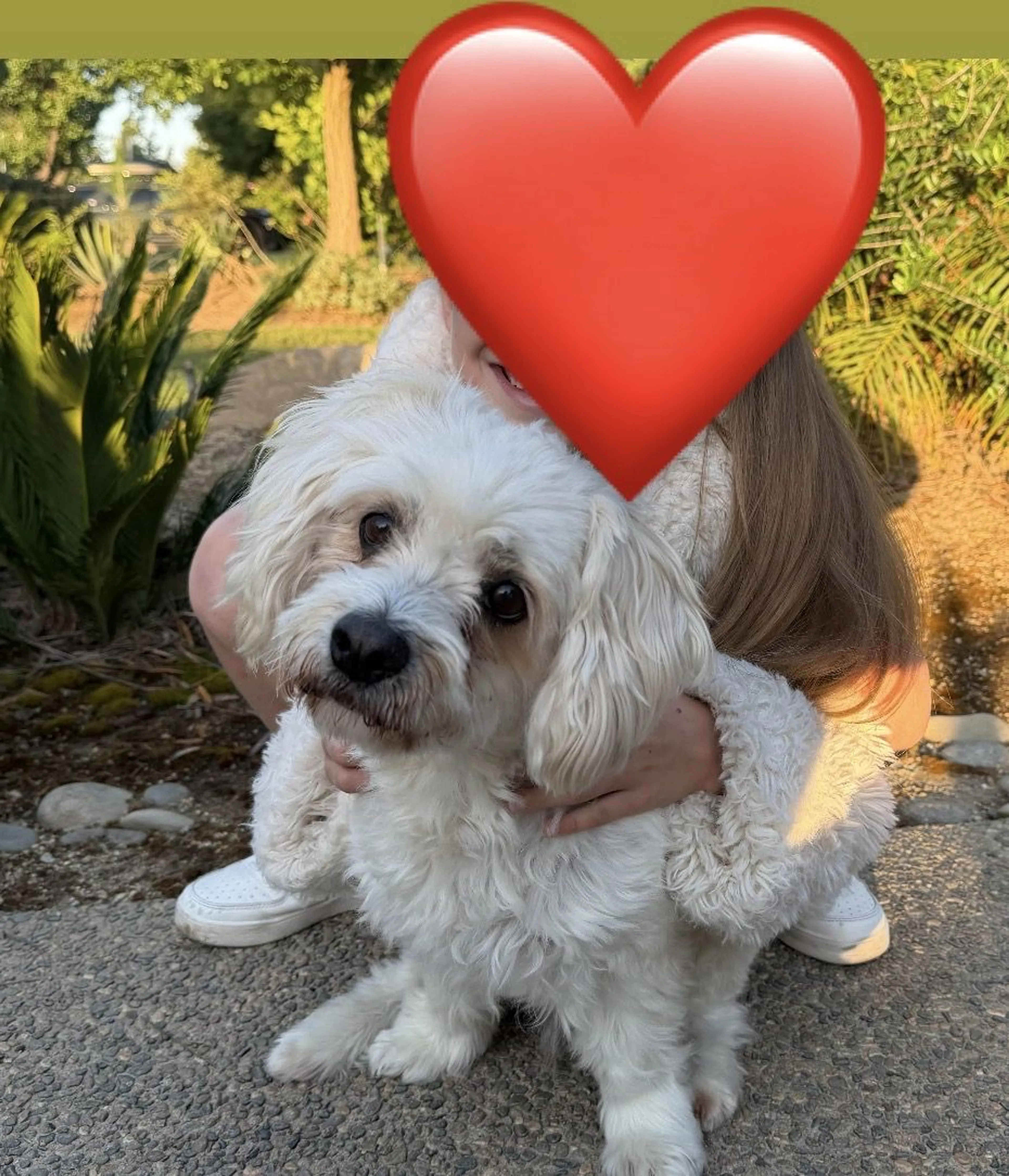 Lost pet-1
