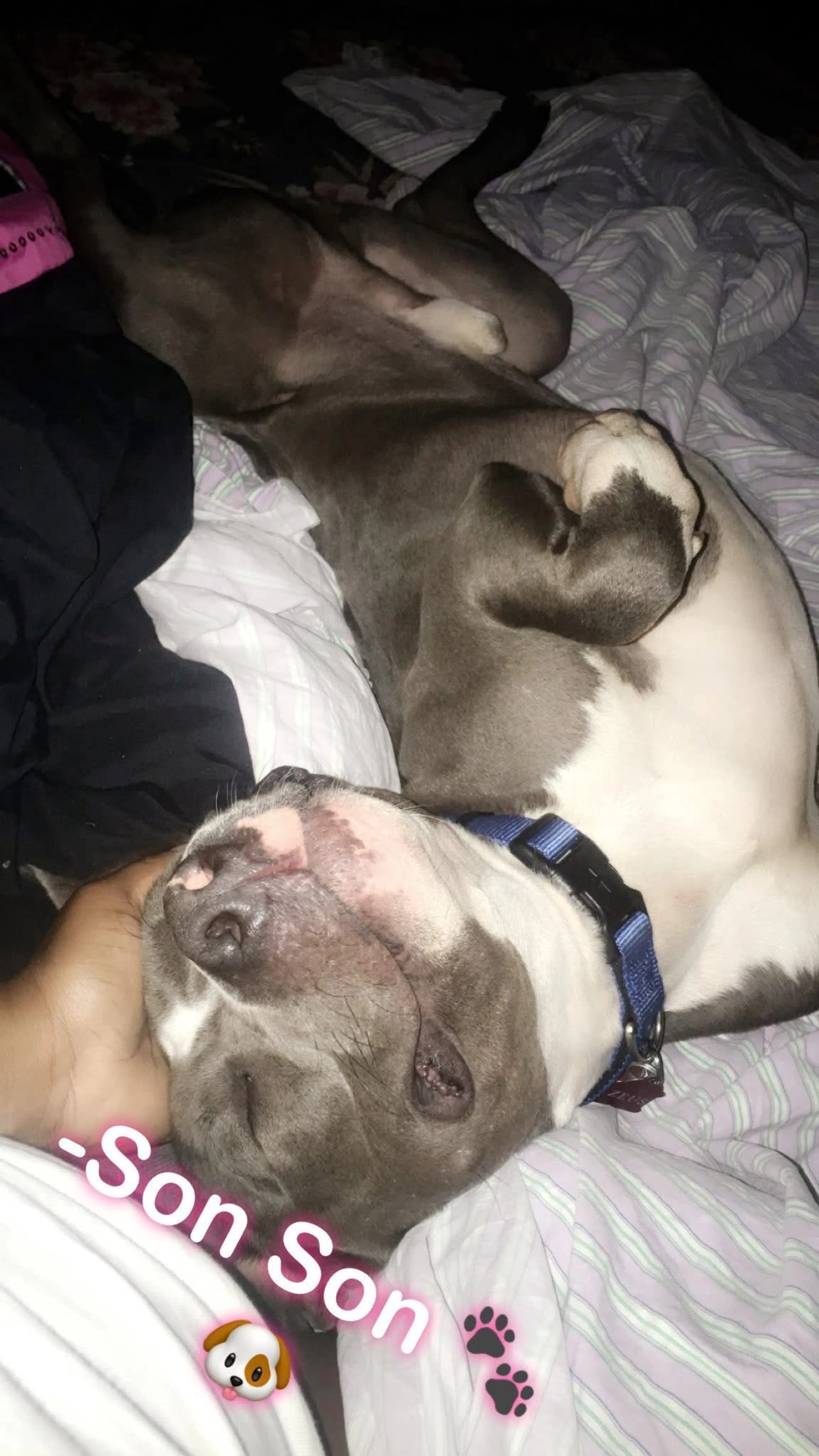 Lost pet-3