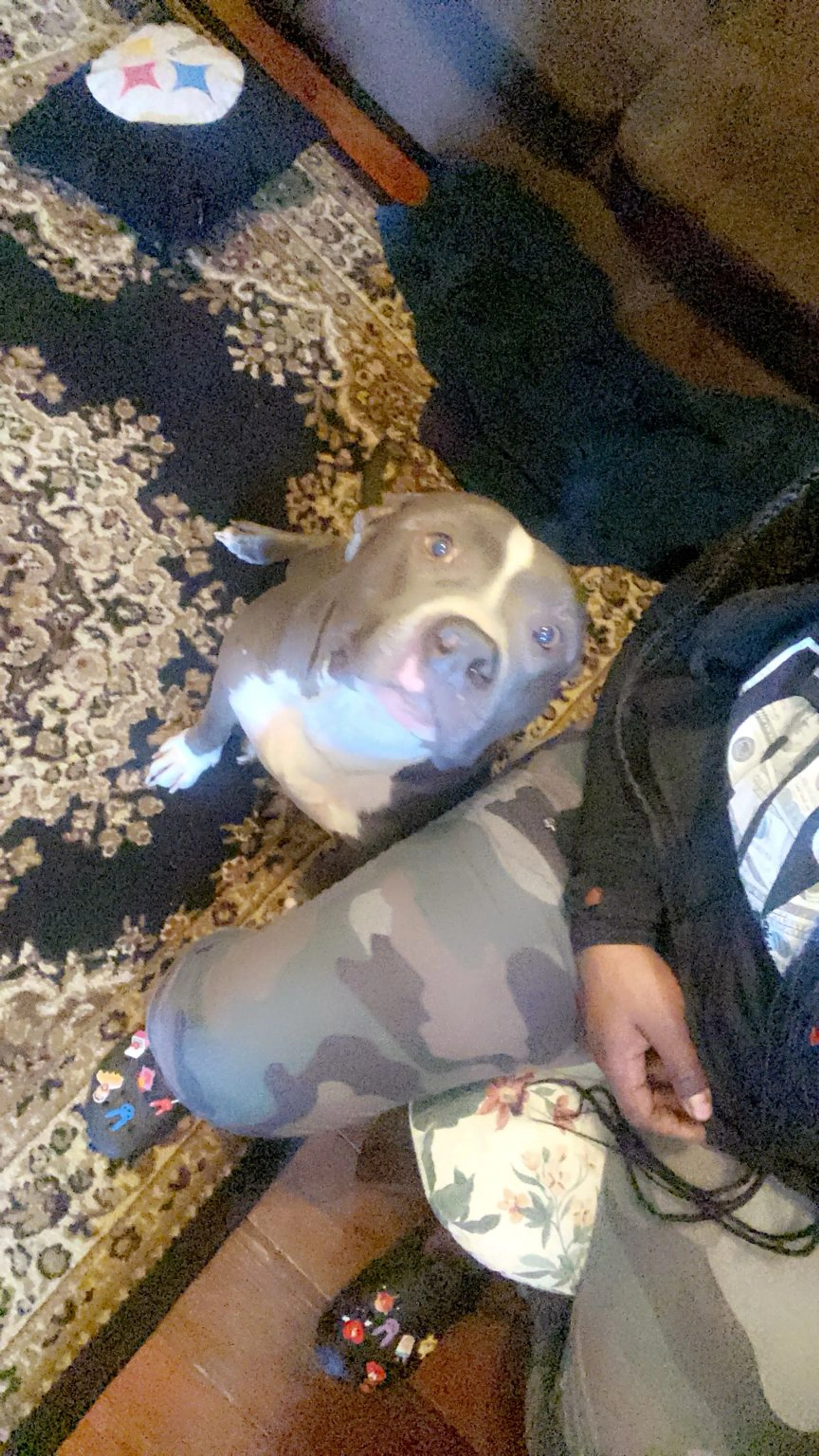 Lost pet-4
