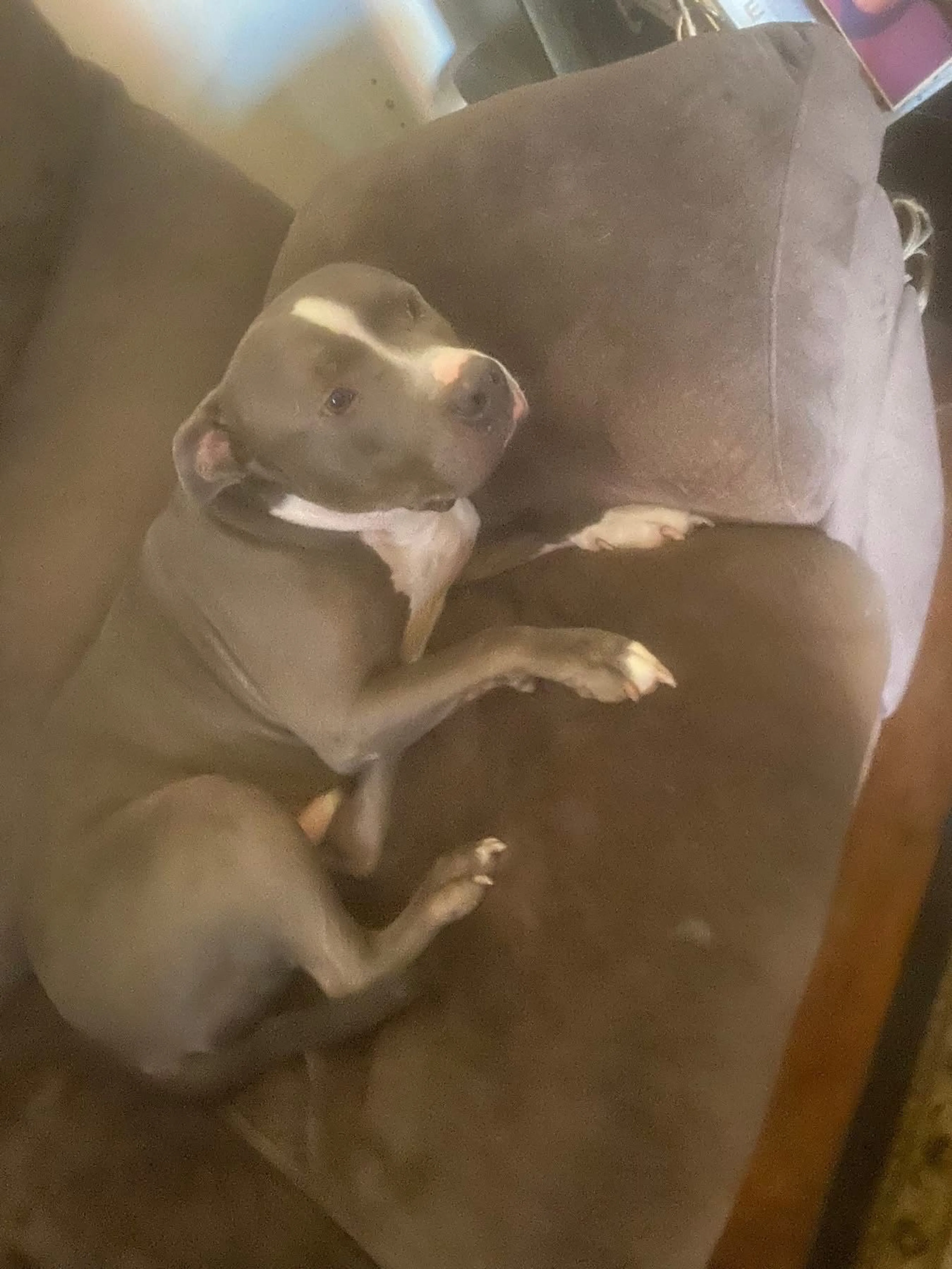 Lost pet-2