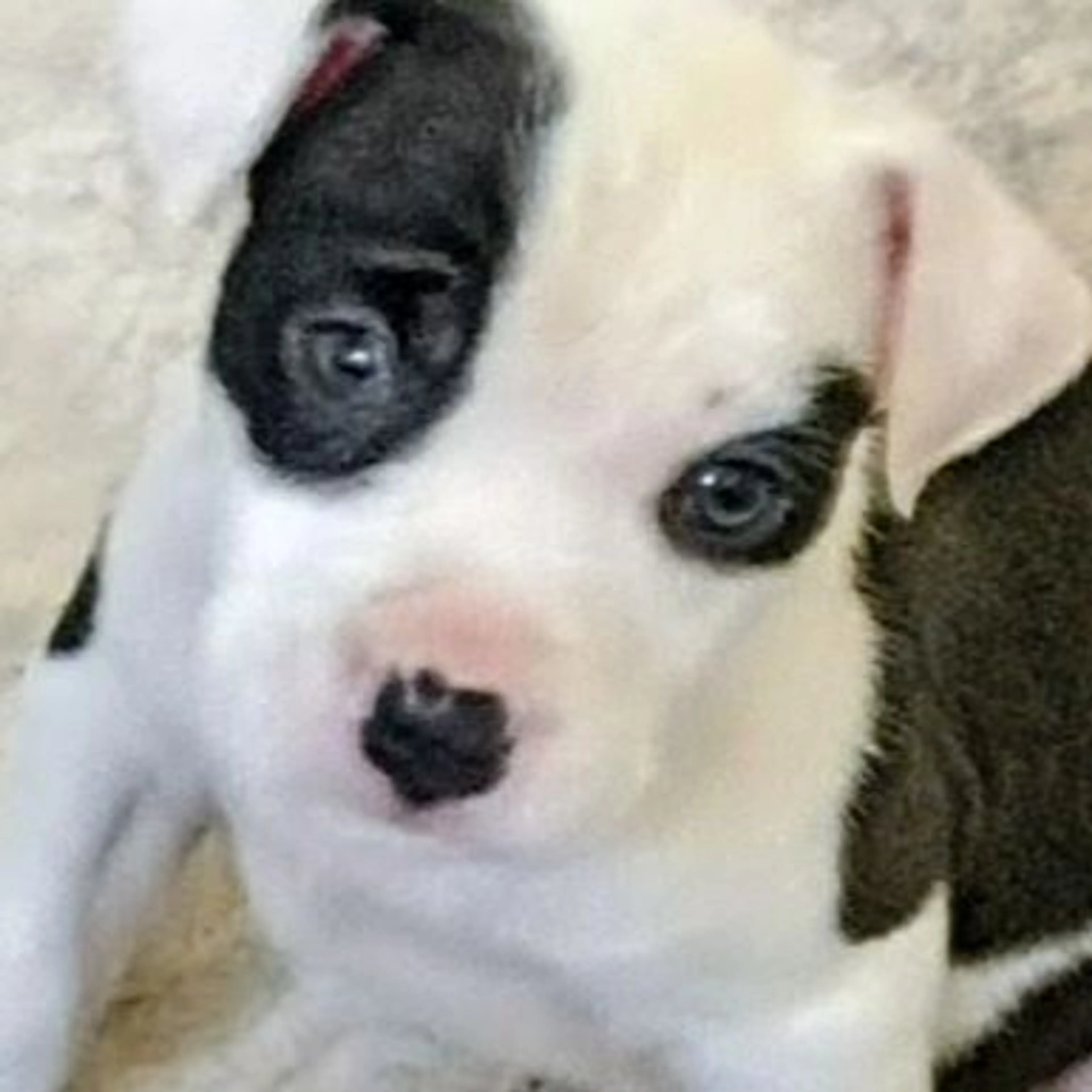 Lost pet