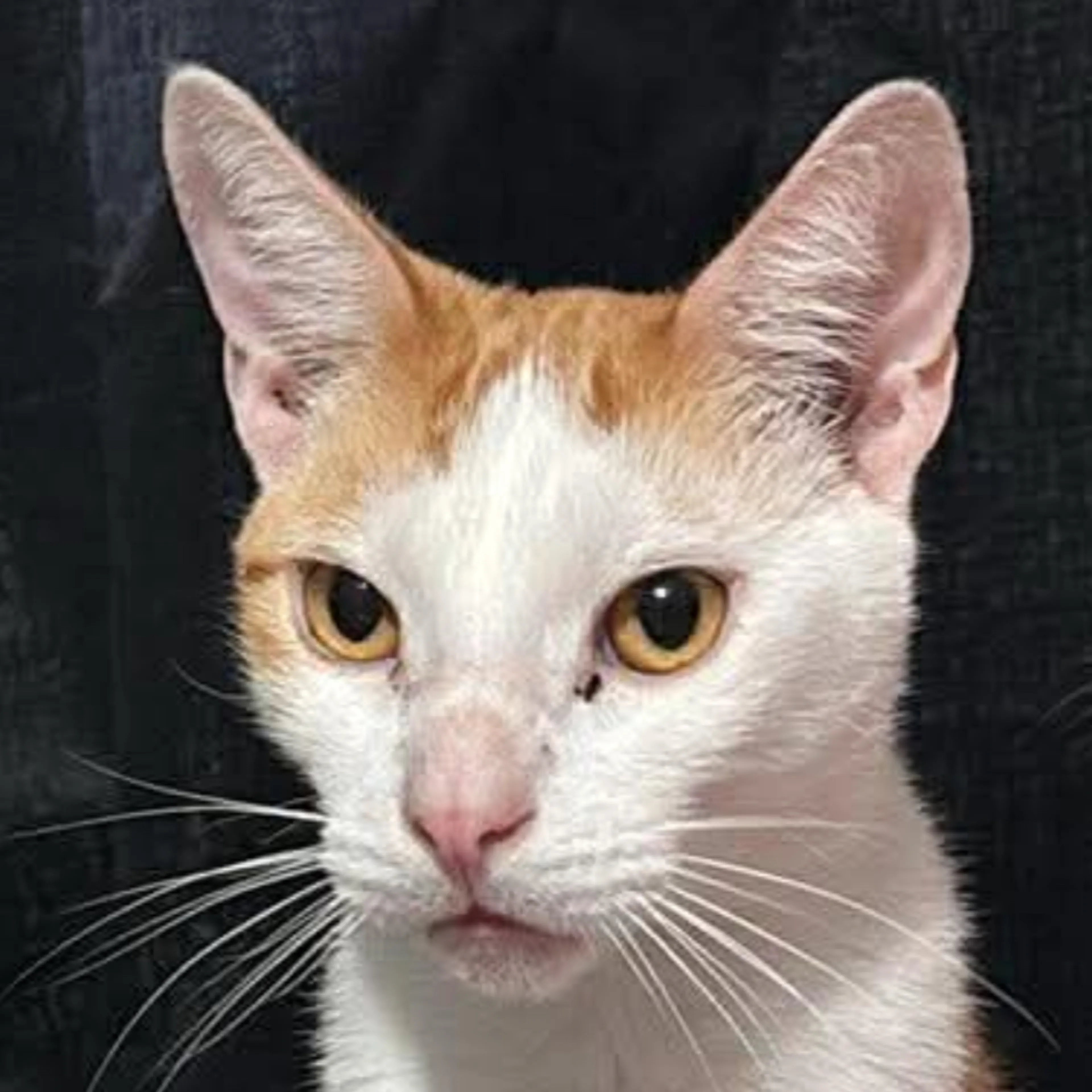 Lost pet-2