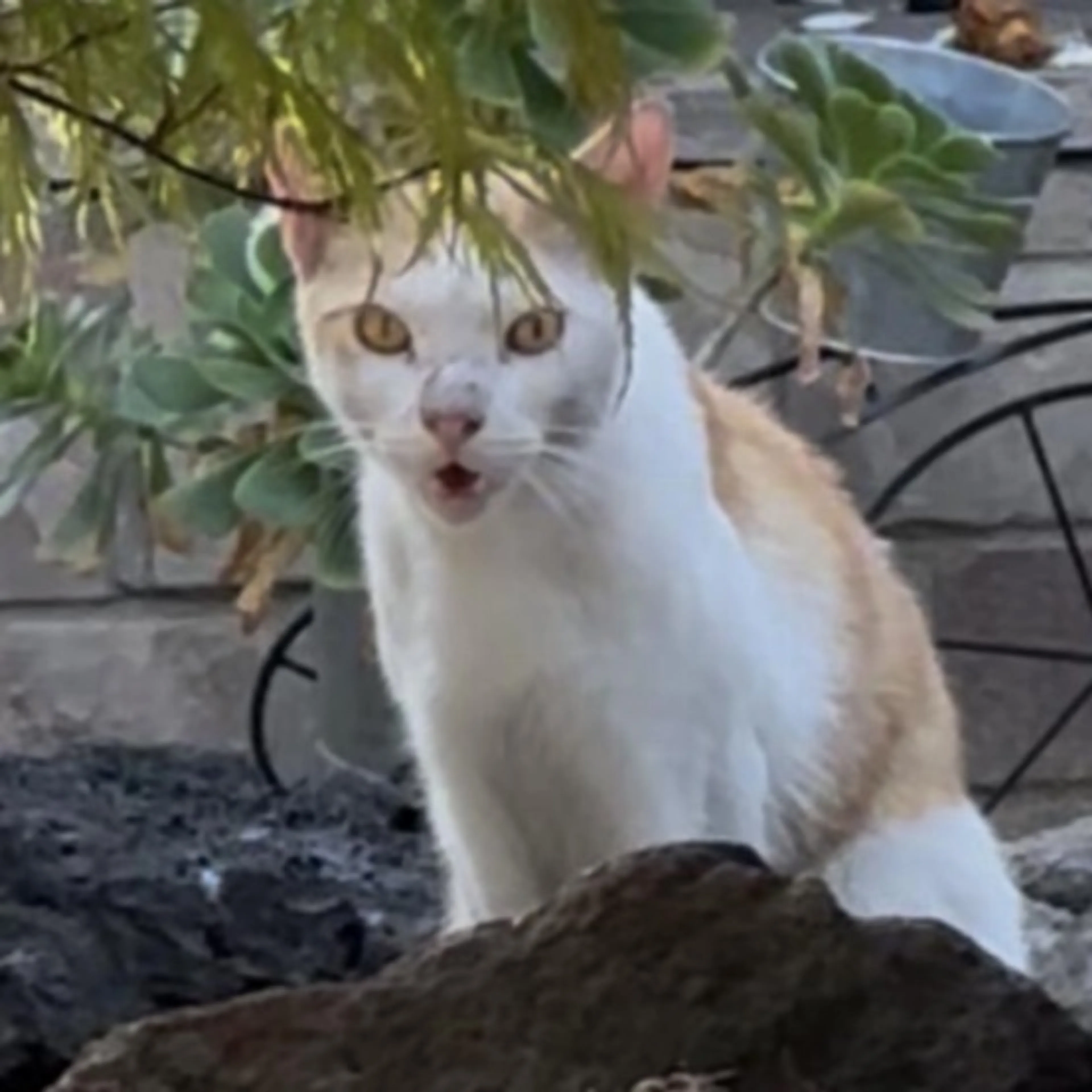 Lost pet-0