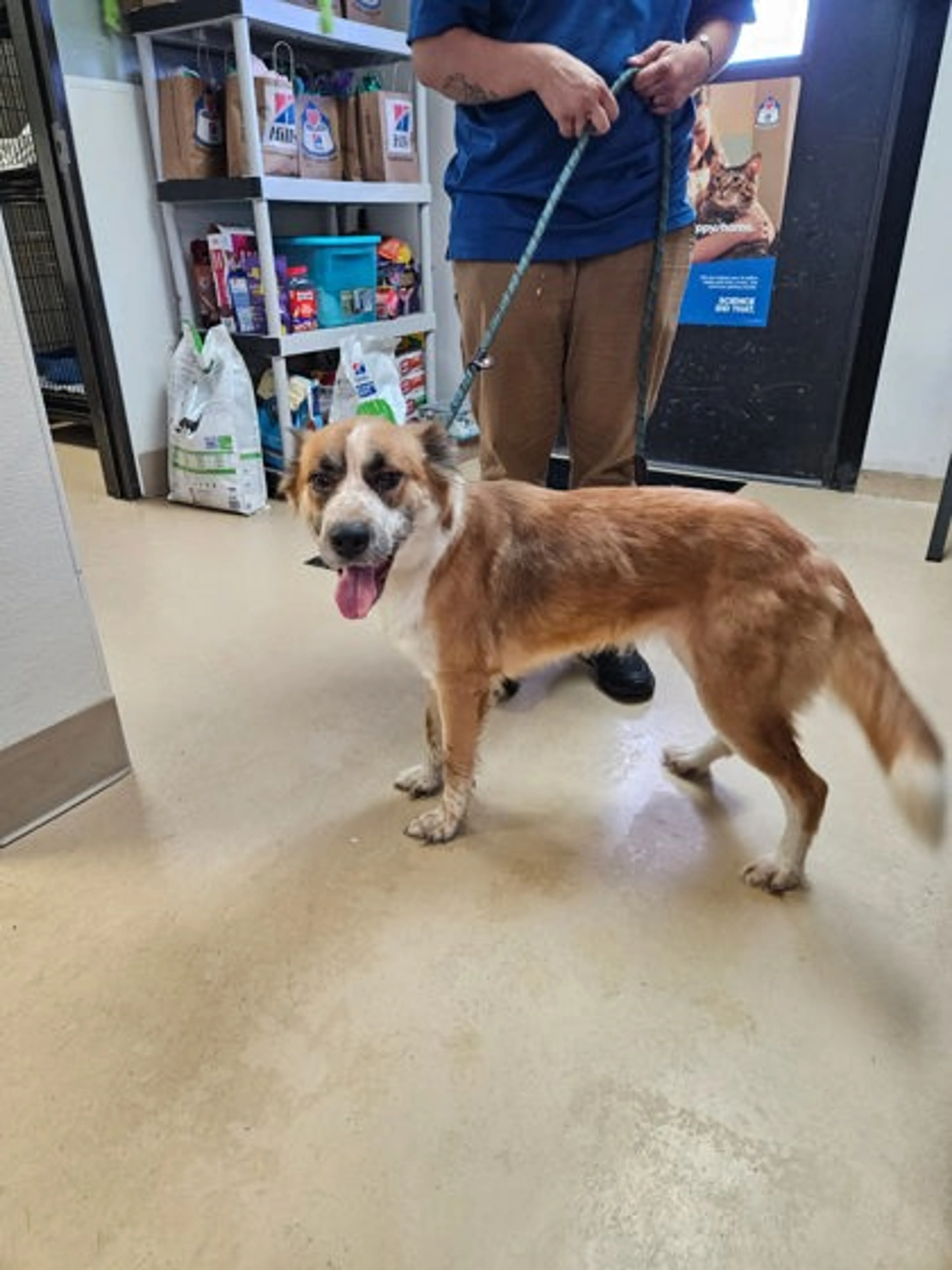 Found pet
