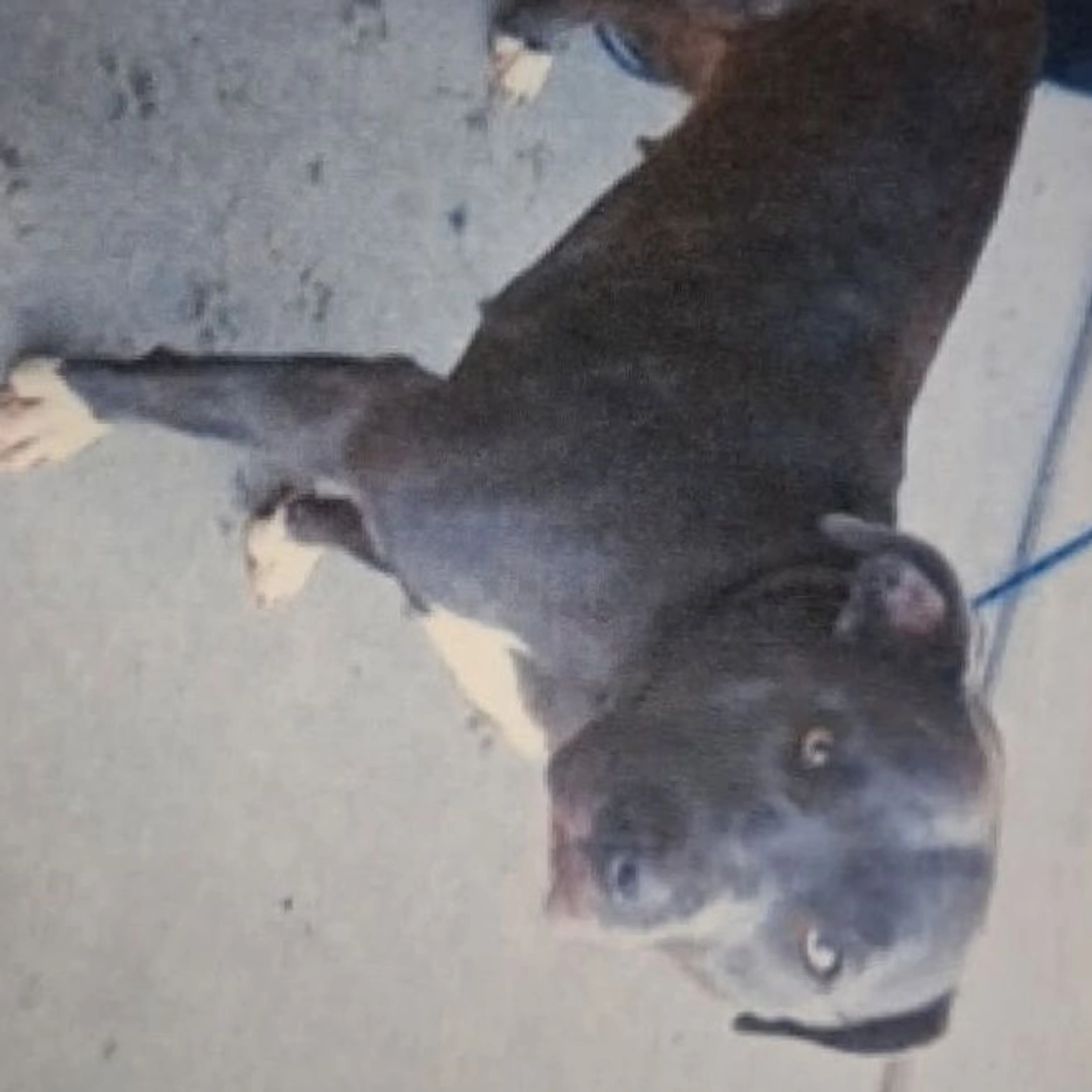 Lost pet
