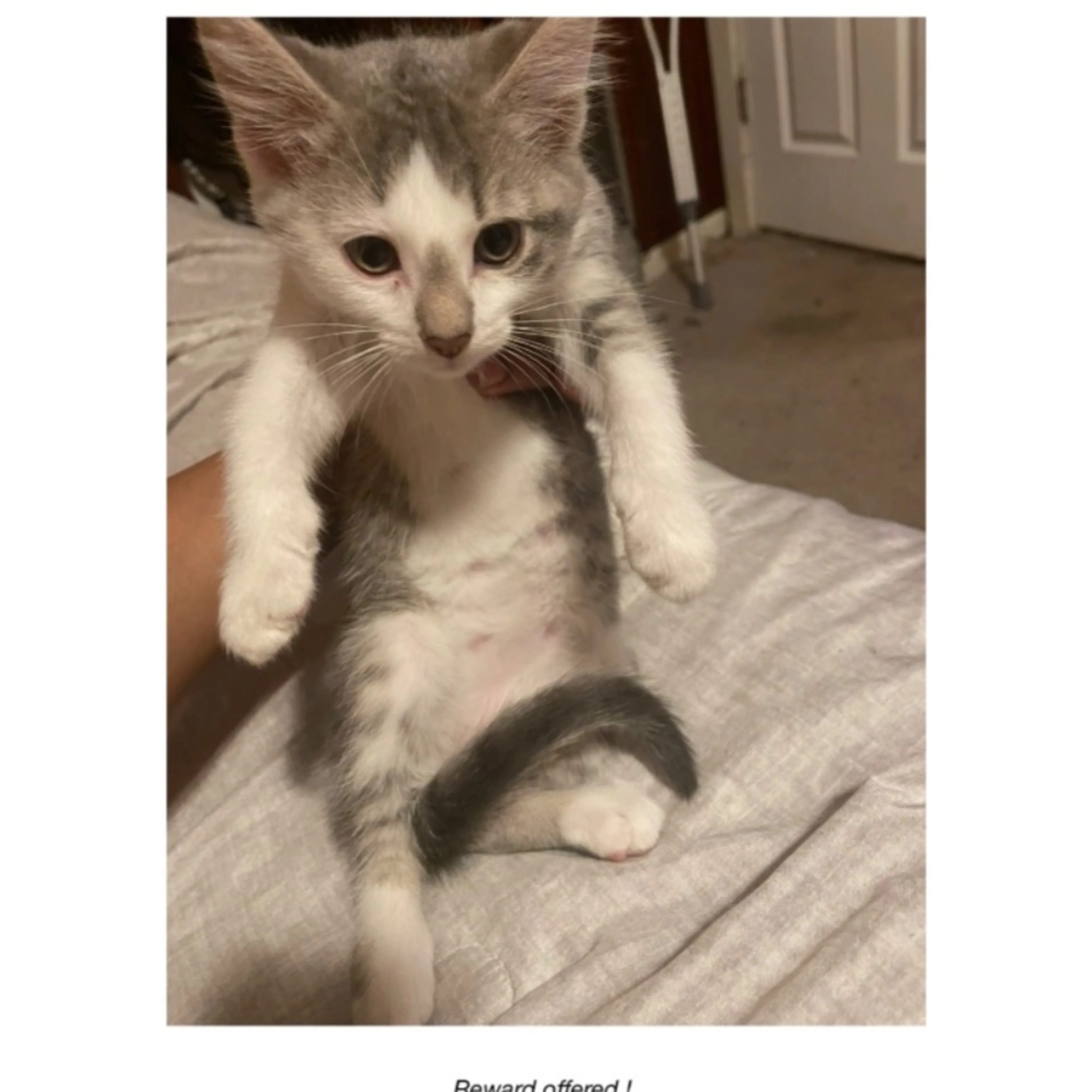 Lost pet