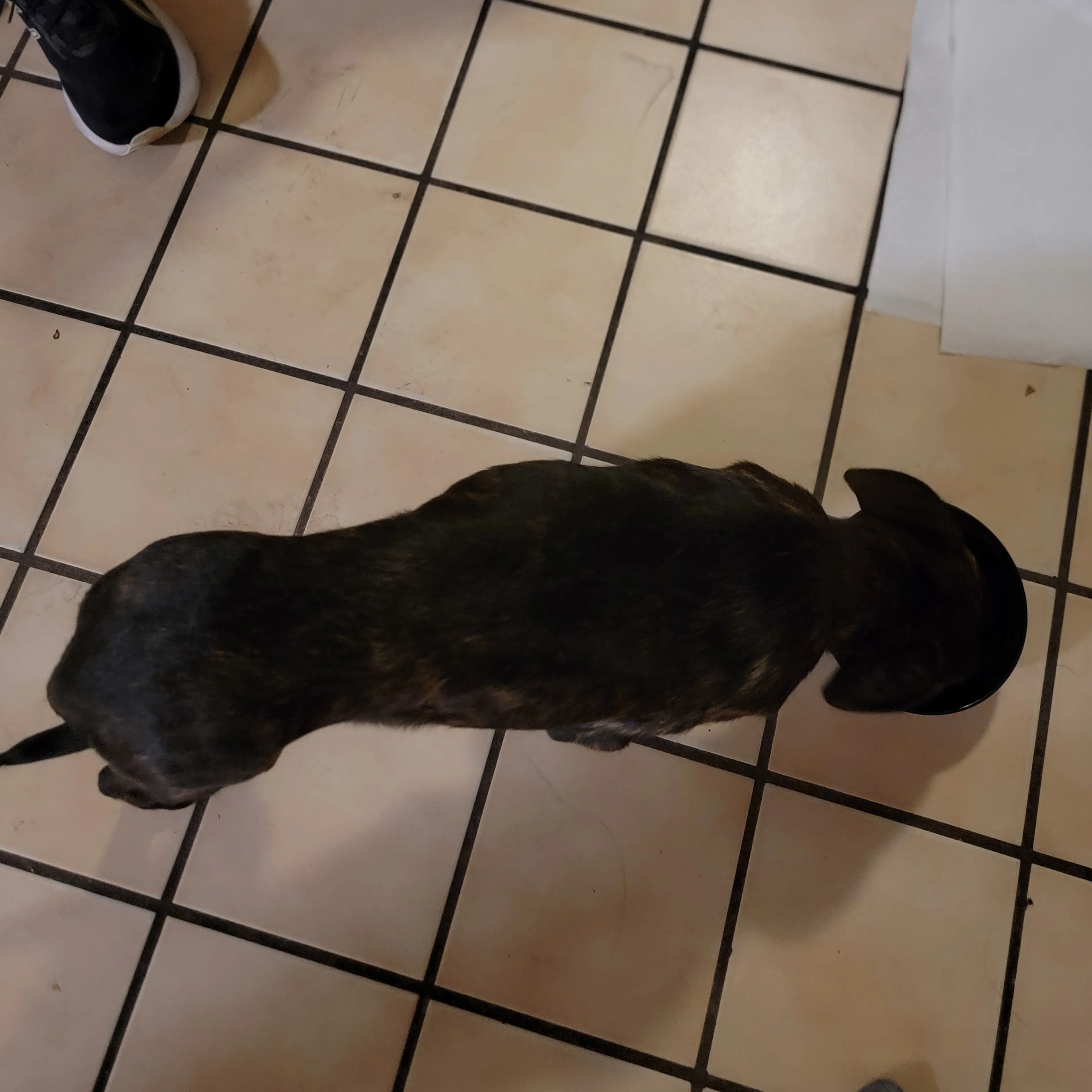 Found pet-1