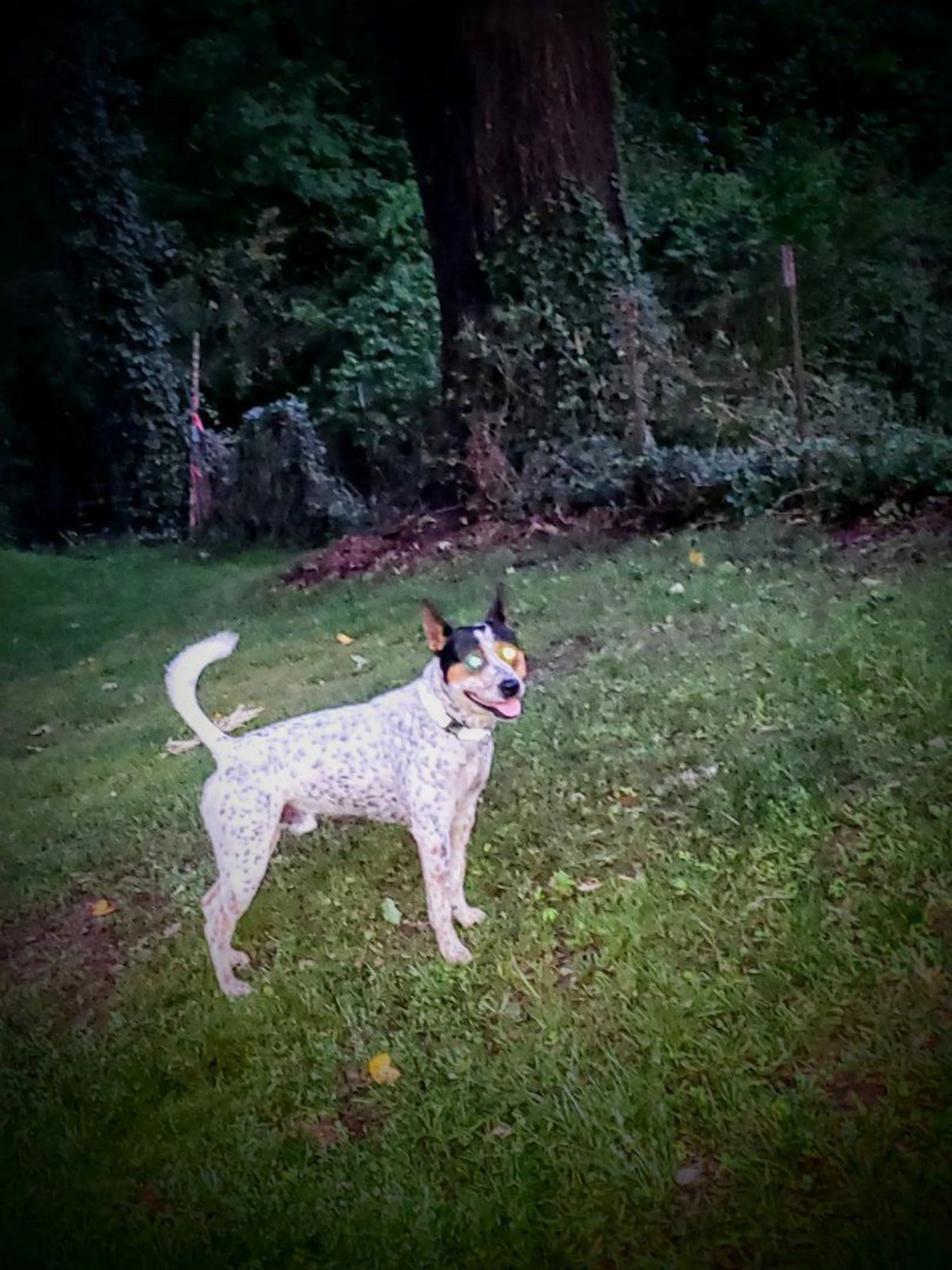 Lost pet-1